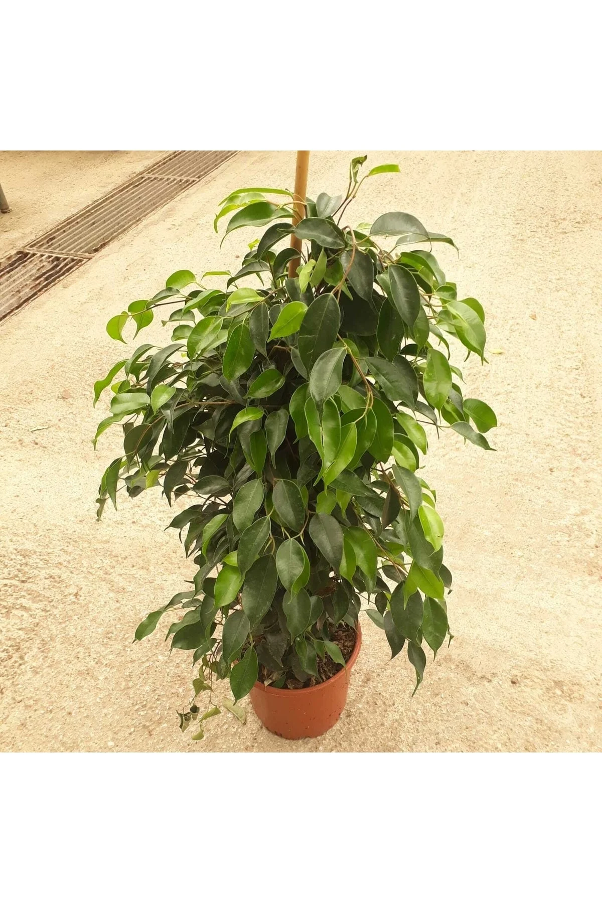 Ficus Benjamin Yeni Açmış Canlı Çok Yapraklı Ficus Benjamin Yeni Açmış Canlı Çok Yapraklı