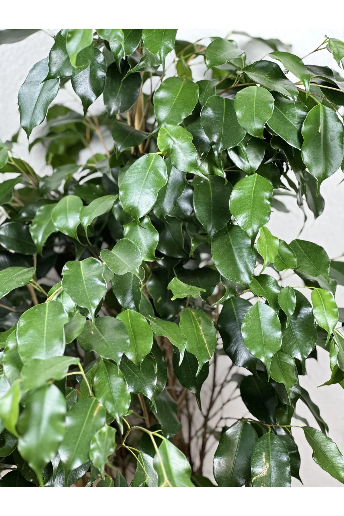Ficus Benjamin Yeşil Yapraklı Canlı Ev Ve Ofis Bitkisi - Görsel 2