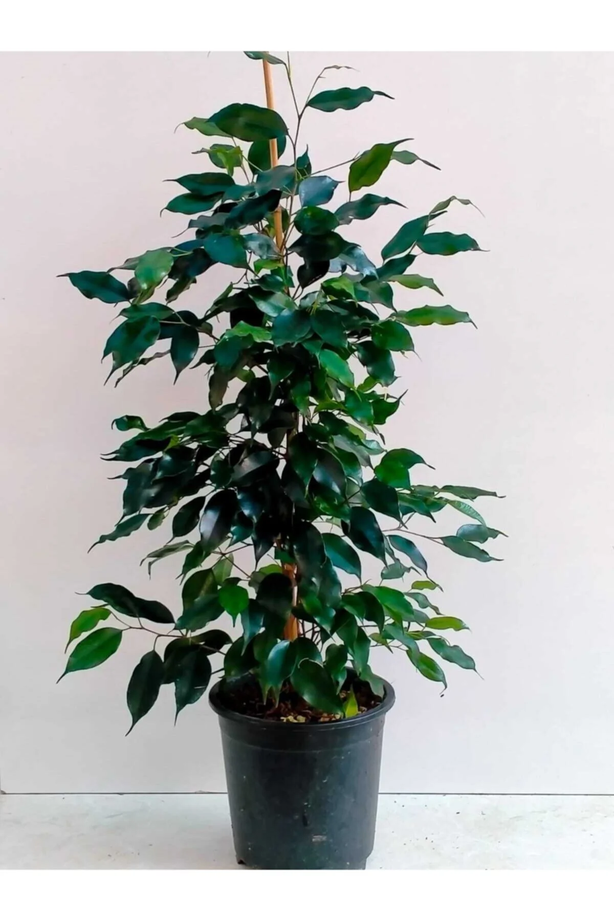 Ficus Benjamin Ficus Benjamin