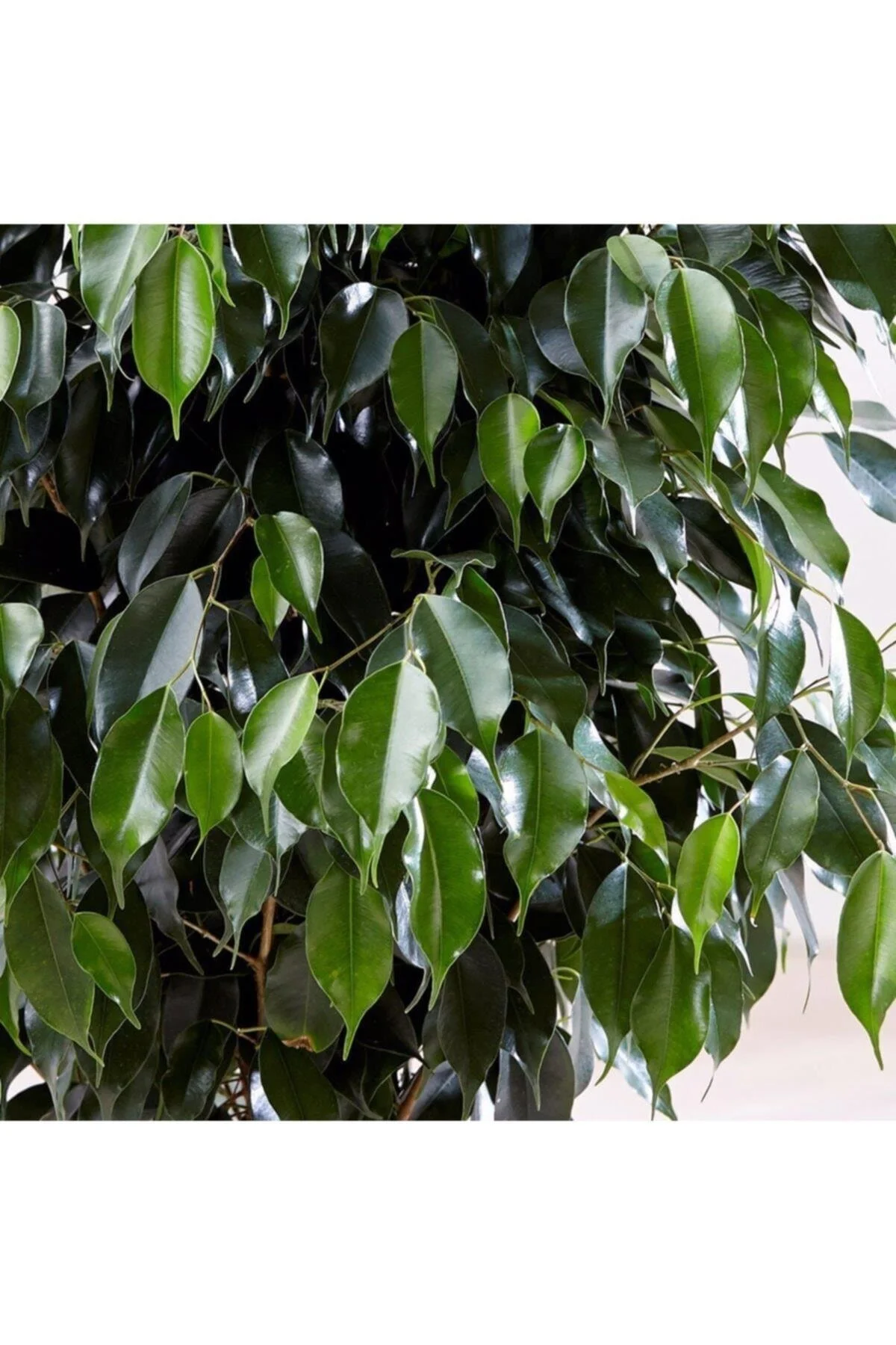 Ficus Benjamin Ficus Benjamin - Görsel 2