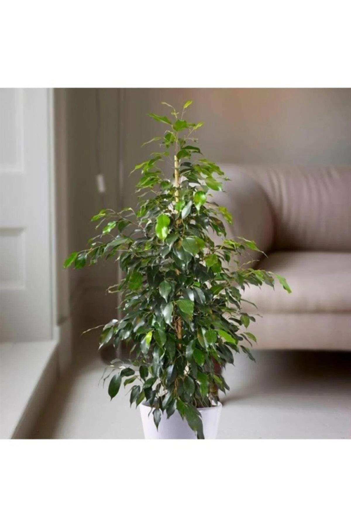Ficus Benjamin Ficus Benjamin