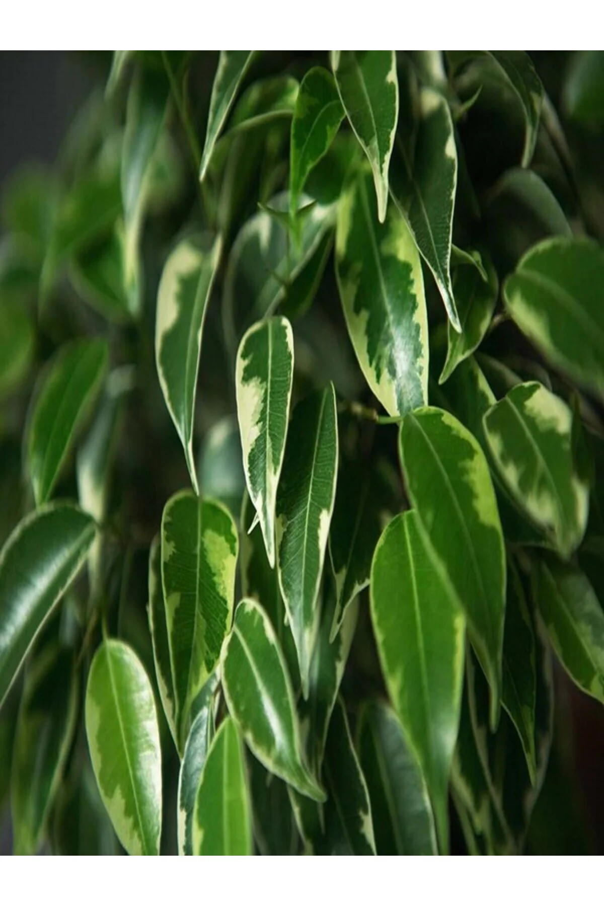 Ficus Benjamina Daniella - Yeşil Ficus Canlı Salon Bitkisi 110-120 Cm - Görsel 2