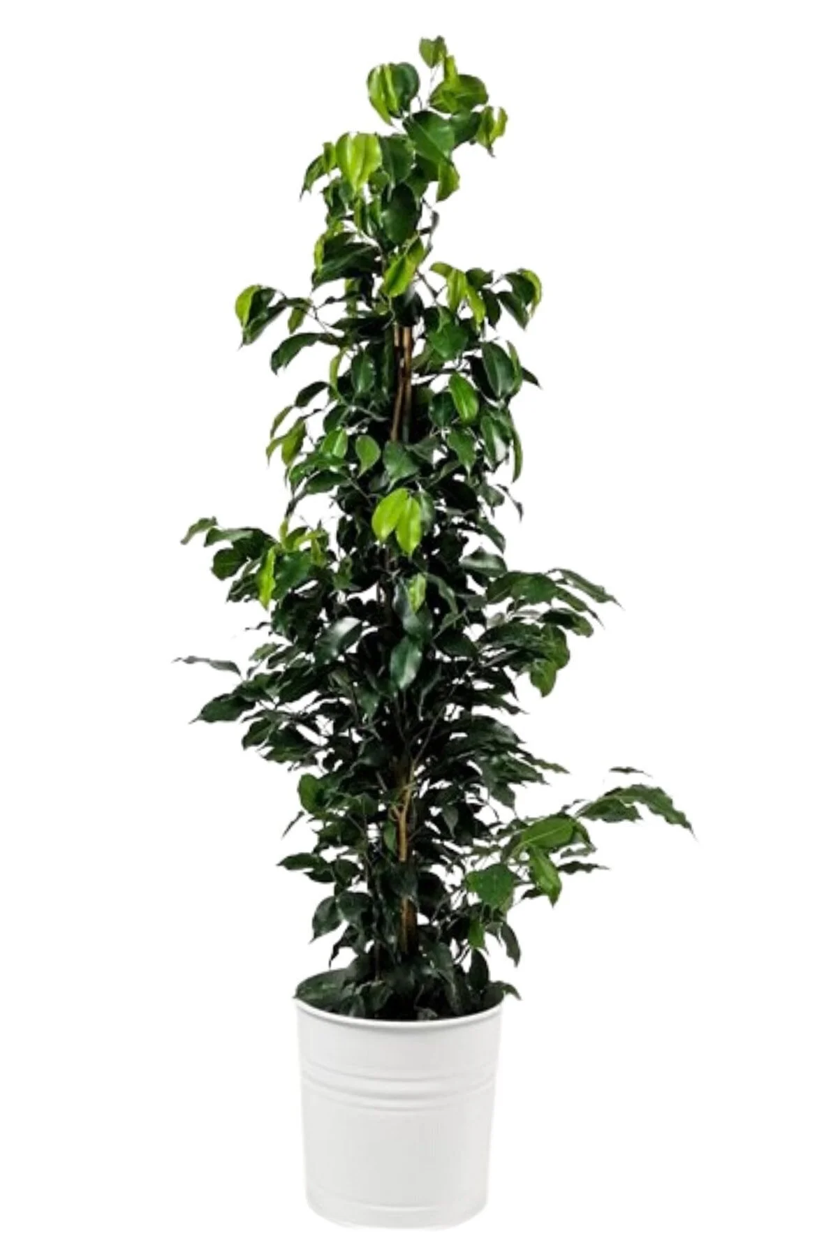 Ficus Benjamina Danielle-dekoratif Saksılı 100-120cm Ficus Benjamina Danielle-dekoratif Saksılı 100-120cm