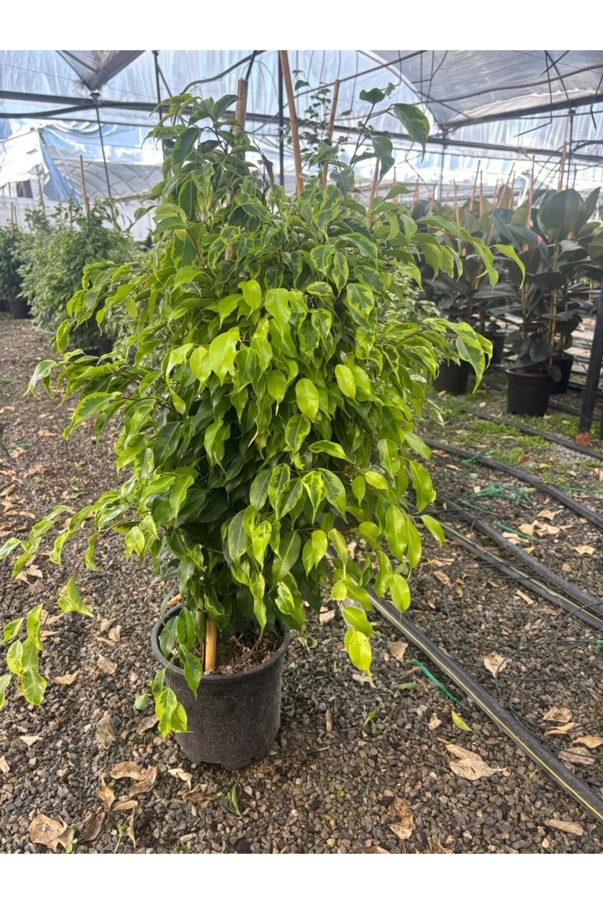 Ficus Benjamina Variegata Yeşil Şelale