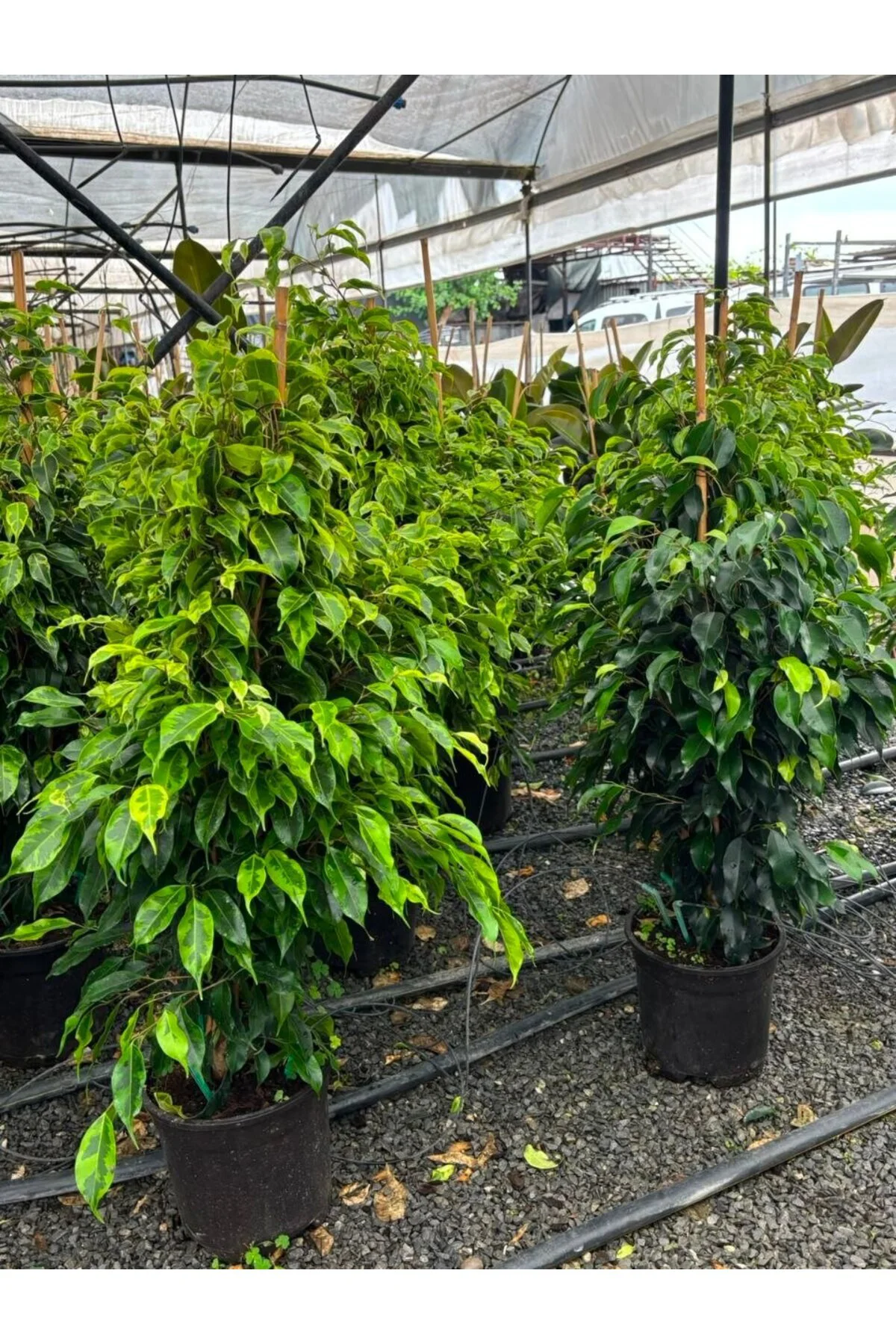 Ficus Benjamina Variegata Yeşil Şelale Ficus Benjamina Variegata Yeşil Şelale - Görsel 2
