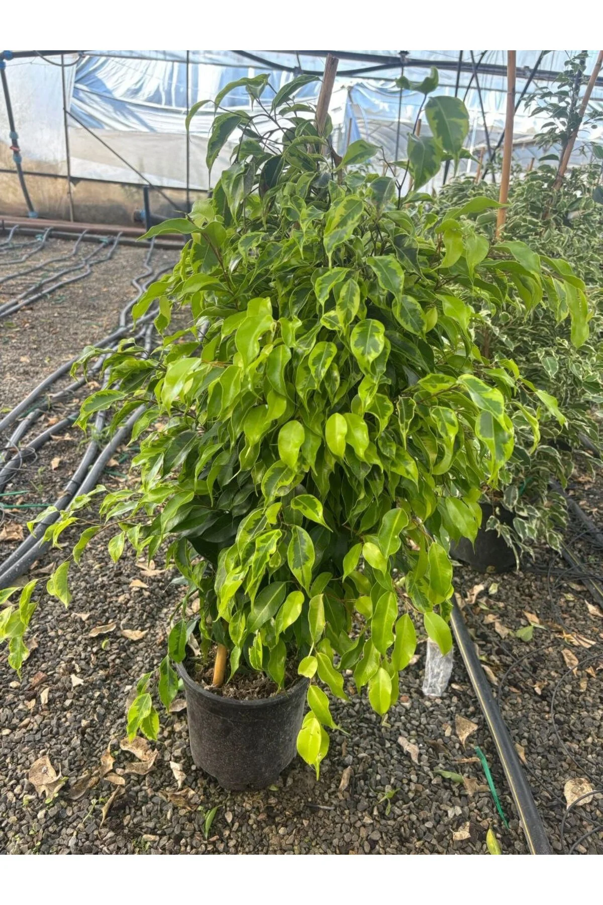 Ficus Benjamina Variegata Yeşil Şelale Ficus Benjamina Variegata Yeşil Şelale - Görsel 3