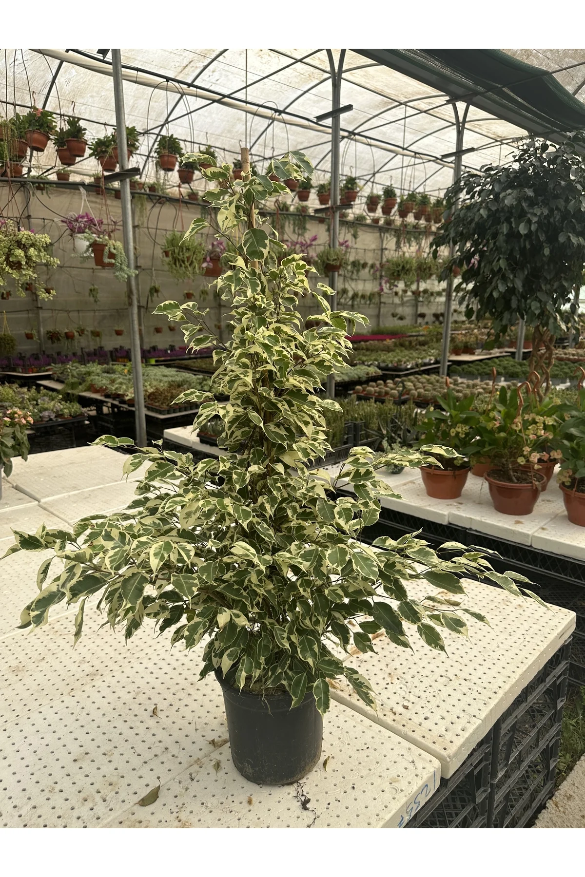 FICUS BENJAMİNS MIX 105 CM FICUS BENJAMİNS MIX 105 CM - Görsel 2