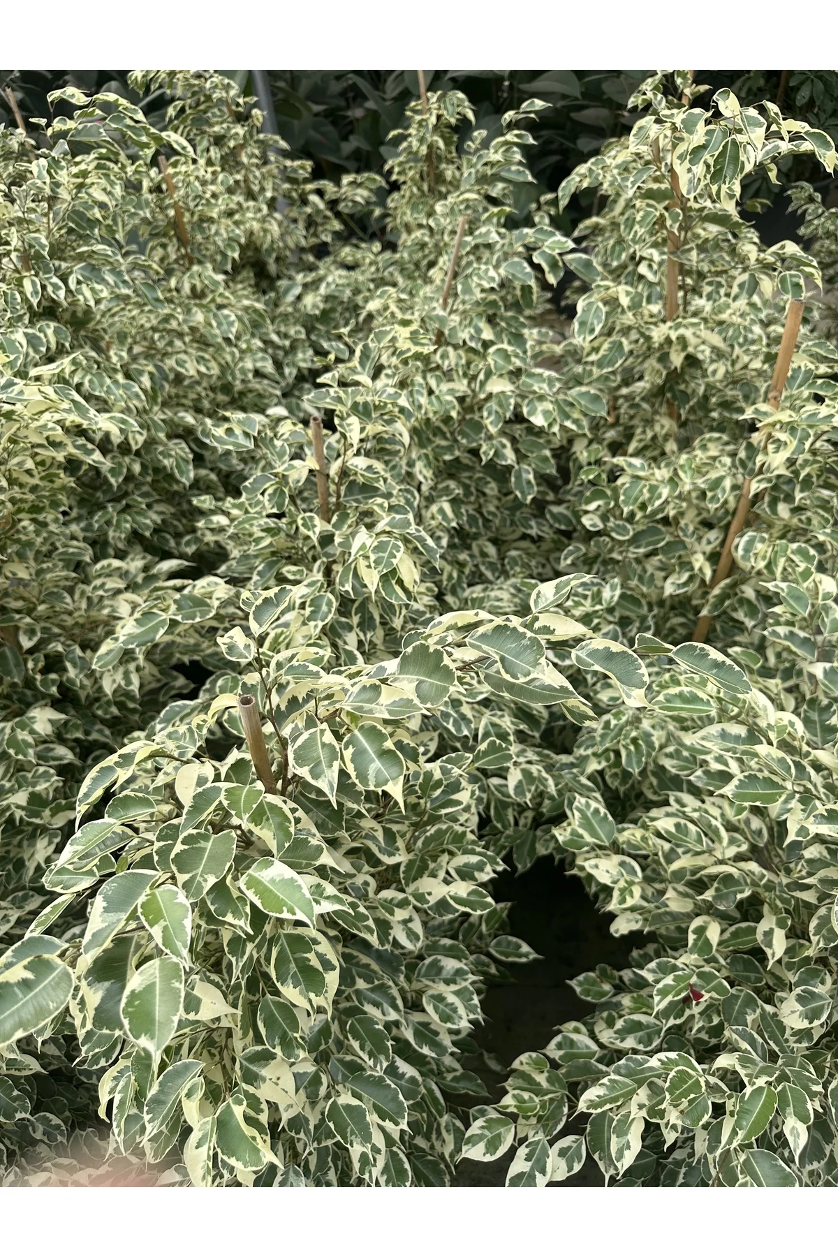 FICUS BENJAMİNS MIX 105 CM FICUS BENJAMİNS MIX 105 CM - Görsel 7