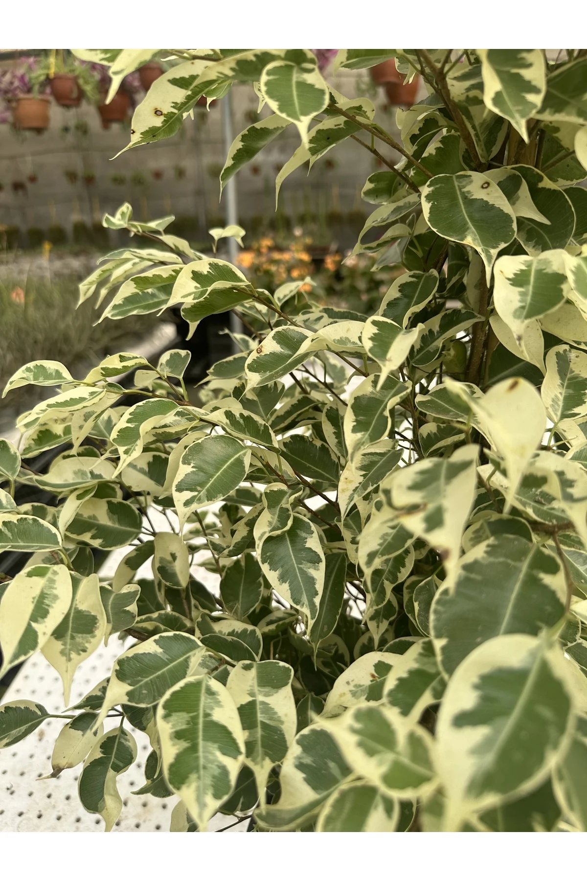 FICUS BENJAMİNS MIX 105 CM FICUS BENJAMİNS MIX 105 CM - Görsel 4