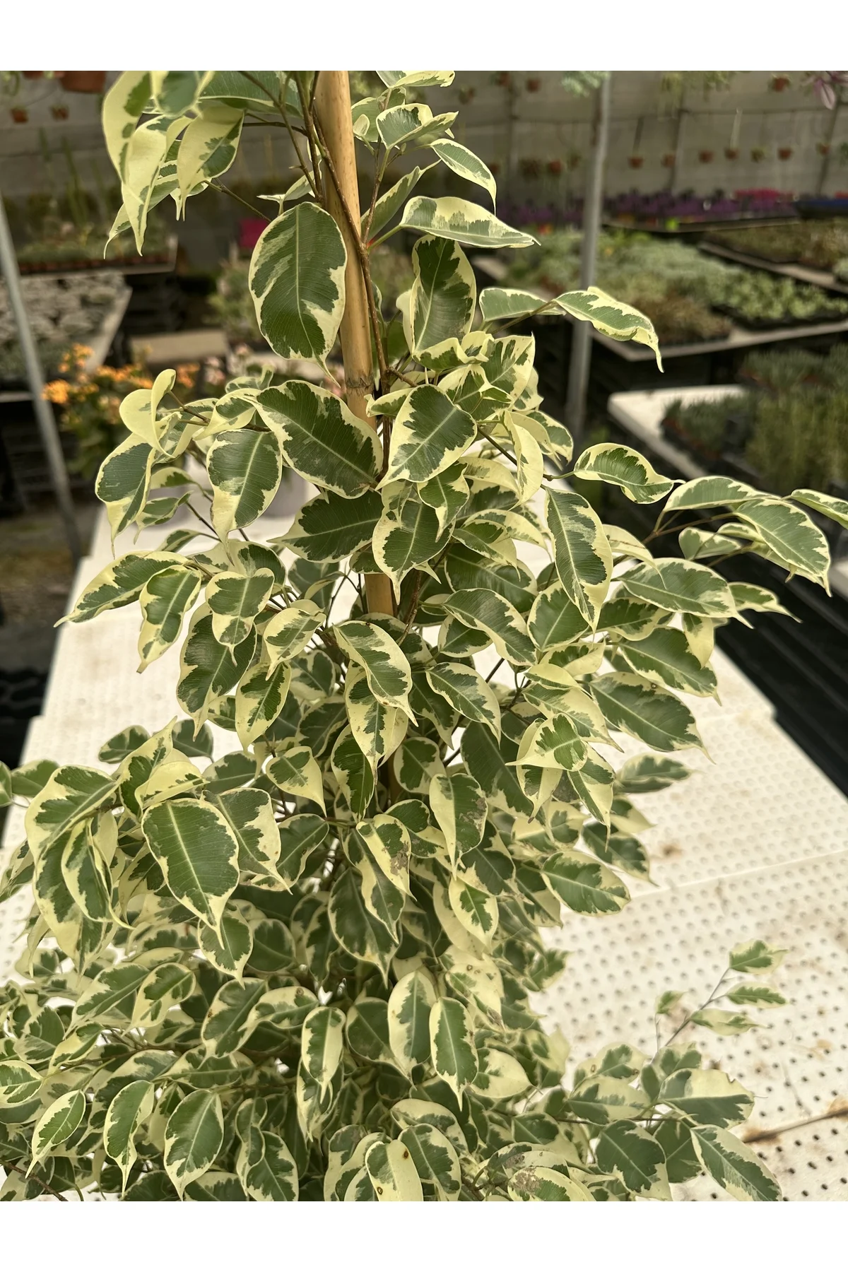 FICUS BENJAMİNS MIX 105 CM FICUS BENJAMİNS MIX 105 CM - Görsel 5