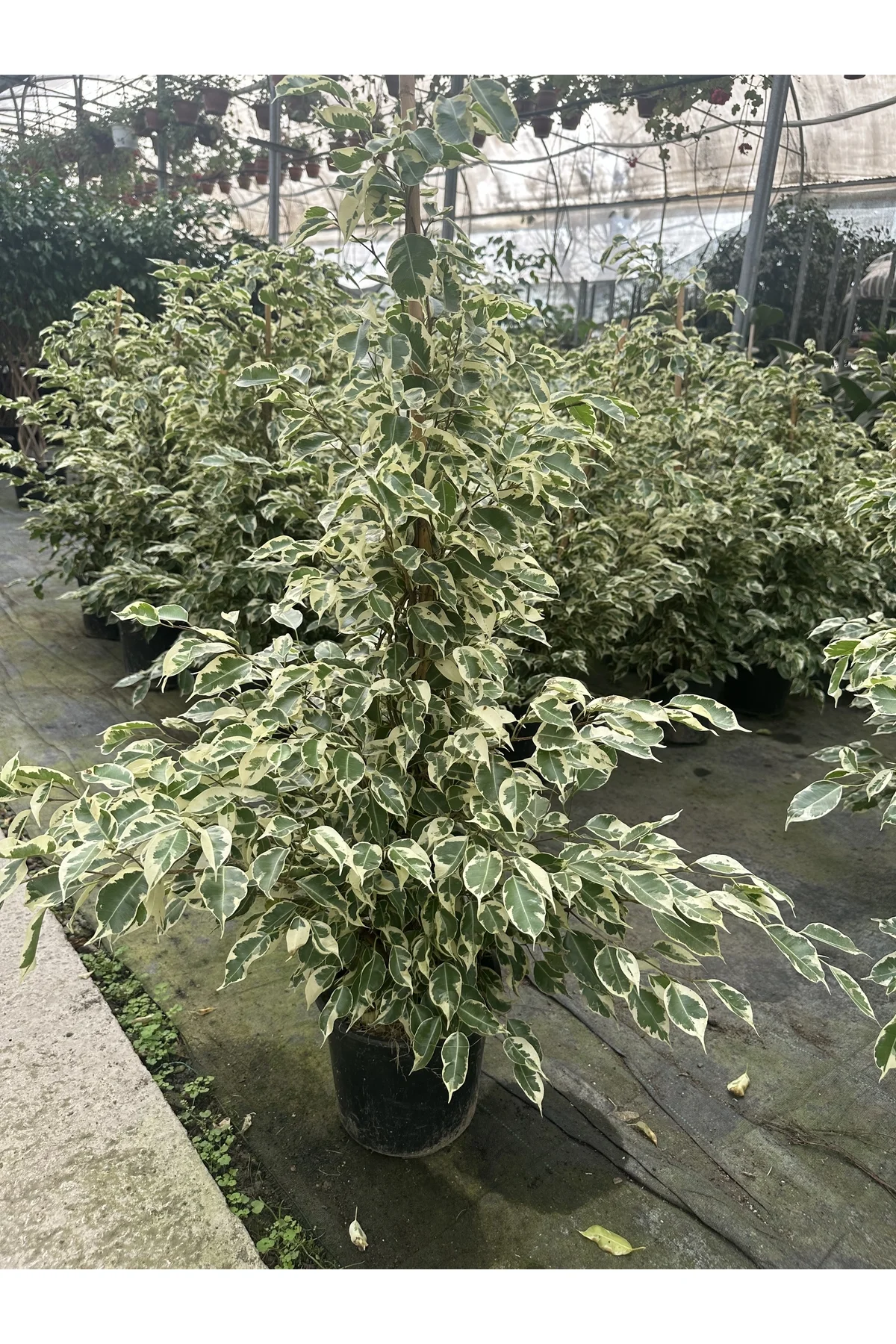 FICUS BENJAMİNS MIX 105 CM FICUS BENJAMİNS MIX 105 CM