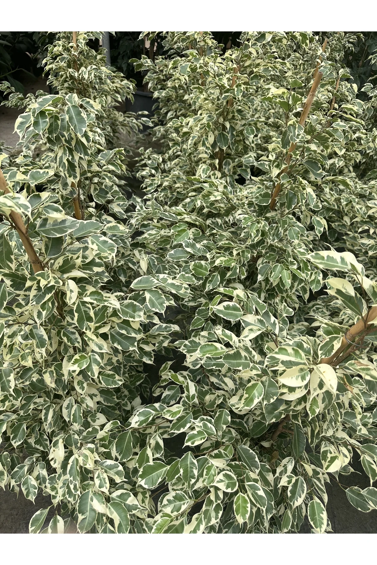 FICUS BENJAMİNS MIX 105 CM FICUS BENJAMİNS MIX 105 CM - Görsel 6