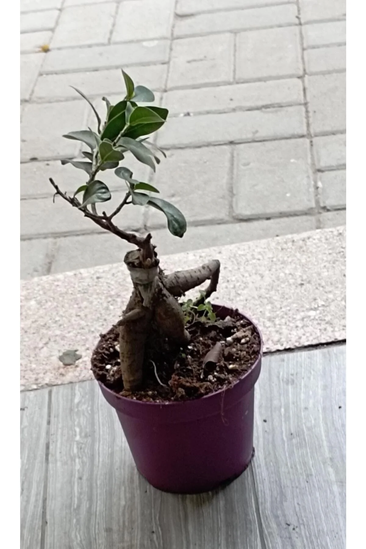 Ficus Bonsai Ağacı – Ficus Ginseng | Adam Ağaç 10*13 Cm Plastik Mor Saksıda Ficus Bonsai Ağacı – Ficus Ginseng | Adam Ağaç 10*13 Cm Plastik Mor Saksıda - Görsel 5