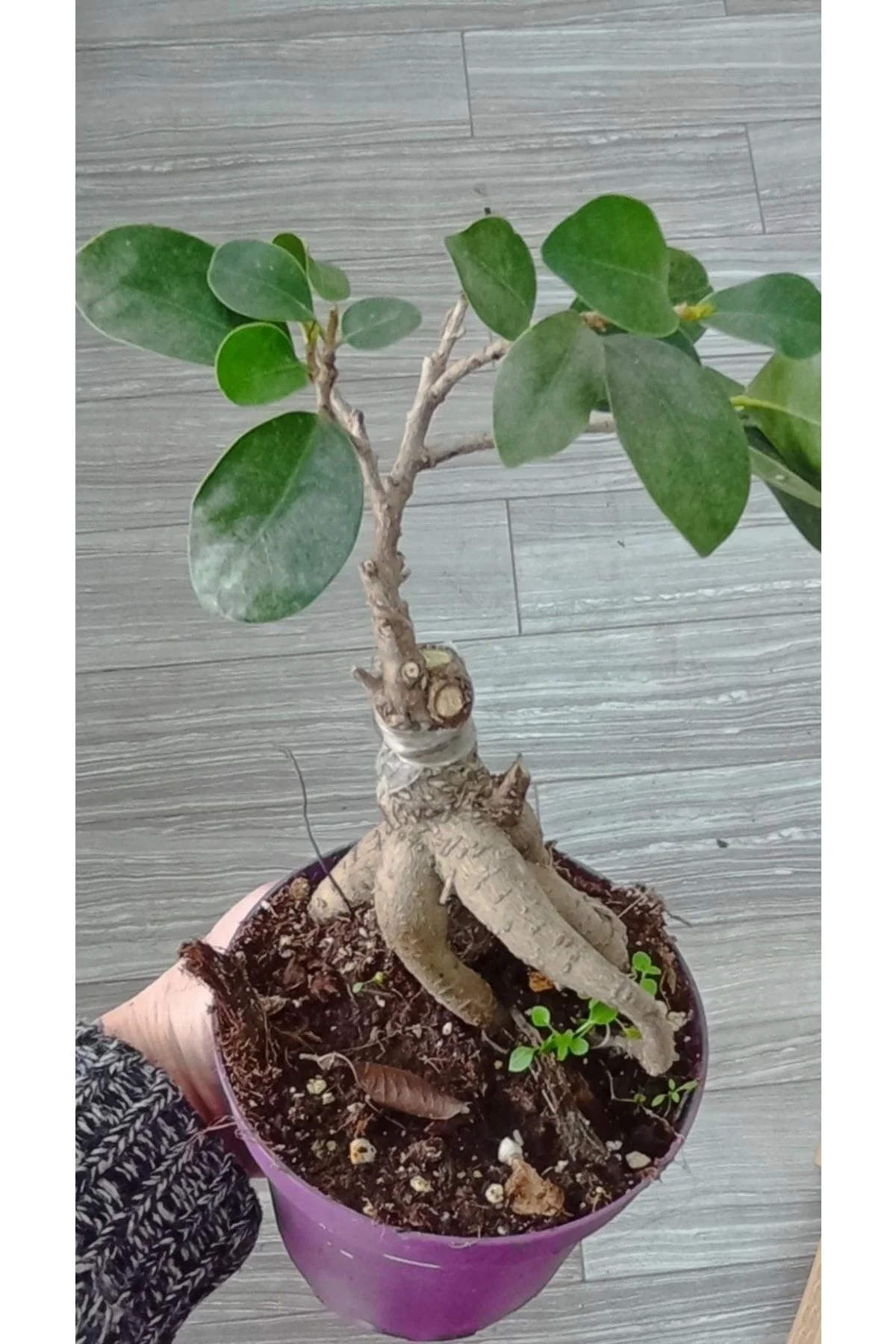 Ficus Bonsai Ağacı – Ficus Ginseng | Adam Ağaç 10*13 Cm Plastik Mor Saksıda Ficus Bonsai Ağacı – Ficus Ginseng | Adam Ağaç 10*13 Cm Plastik Mor Saksıda - Görsel 2