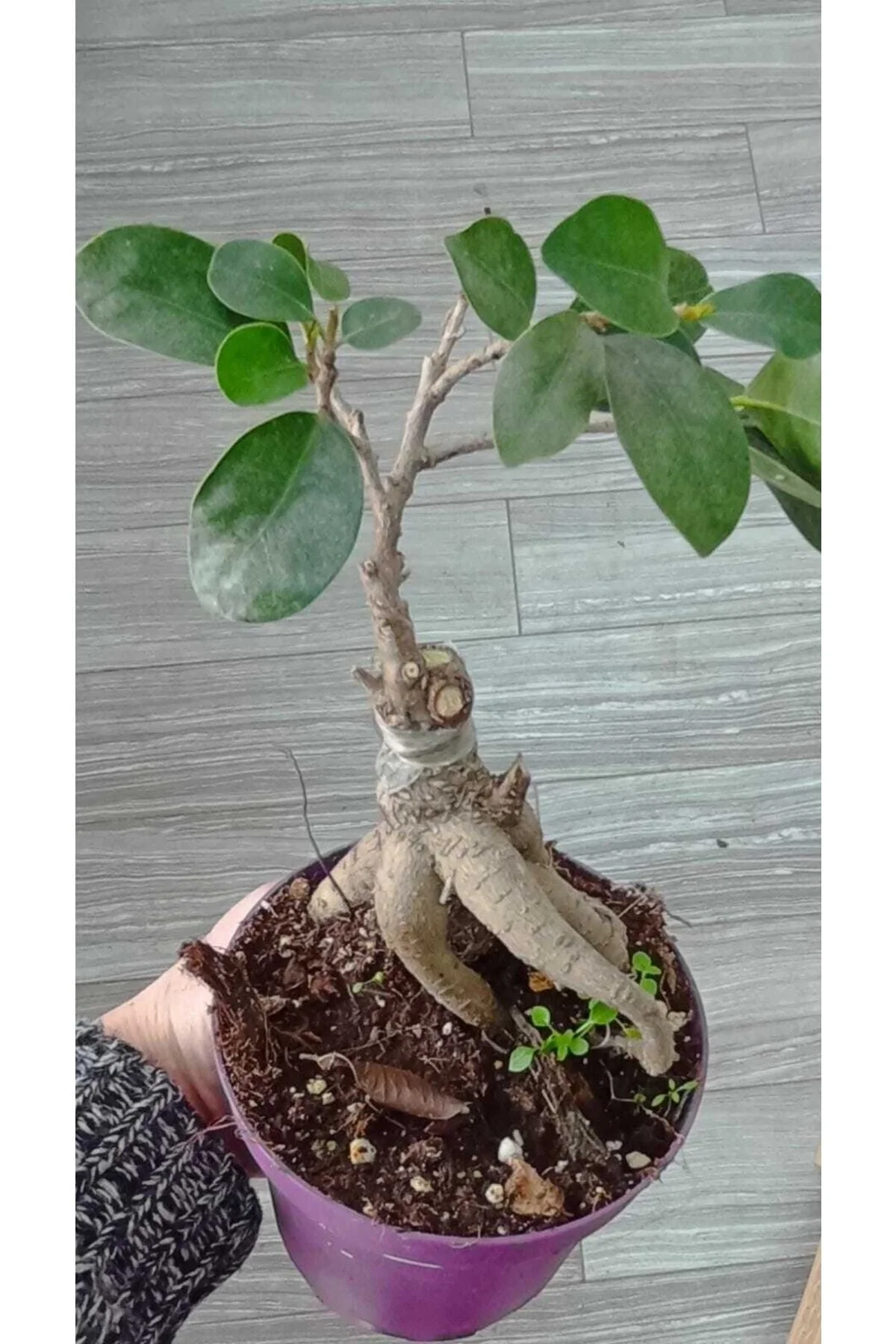 Ficus Bonsai Ağacı – Ficus Ginseng | Adam Ağaç 10*13 Cm Plastik Mor Saksıda Ficus Bonsai Ağacı – Ficus Ginseng | Adam Ağaç 10*13 Cm Plastik Mor Saksıda