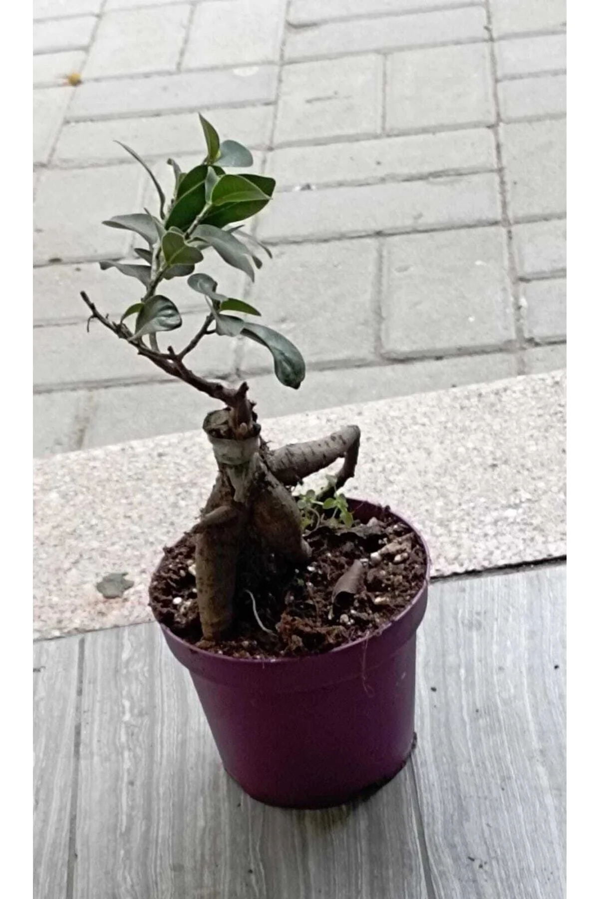 Ficus Bonsai Ağacı – Ficus Ginseng | Adam Ağaç 10*13 Cm Plastik Mor Saksıda Ficus Bonsai Ağacı – Ficus Ginseng | Adam Ağaç 10*13 Cm Plastik Mor Saksıda - Görsel 7