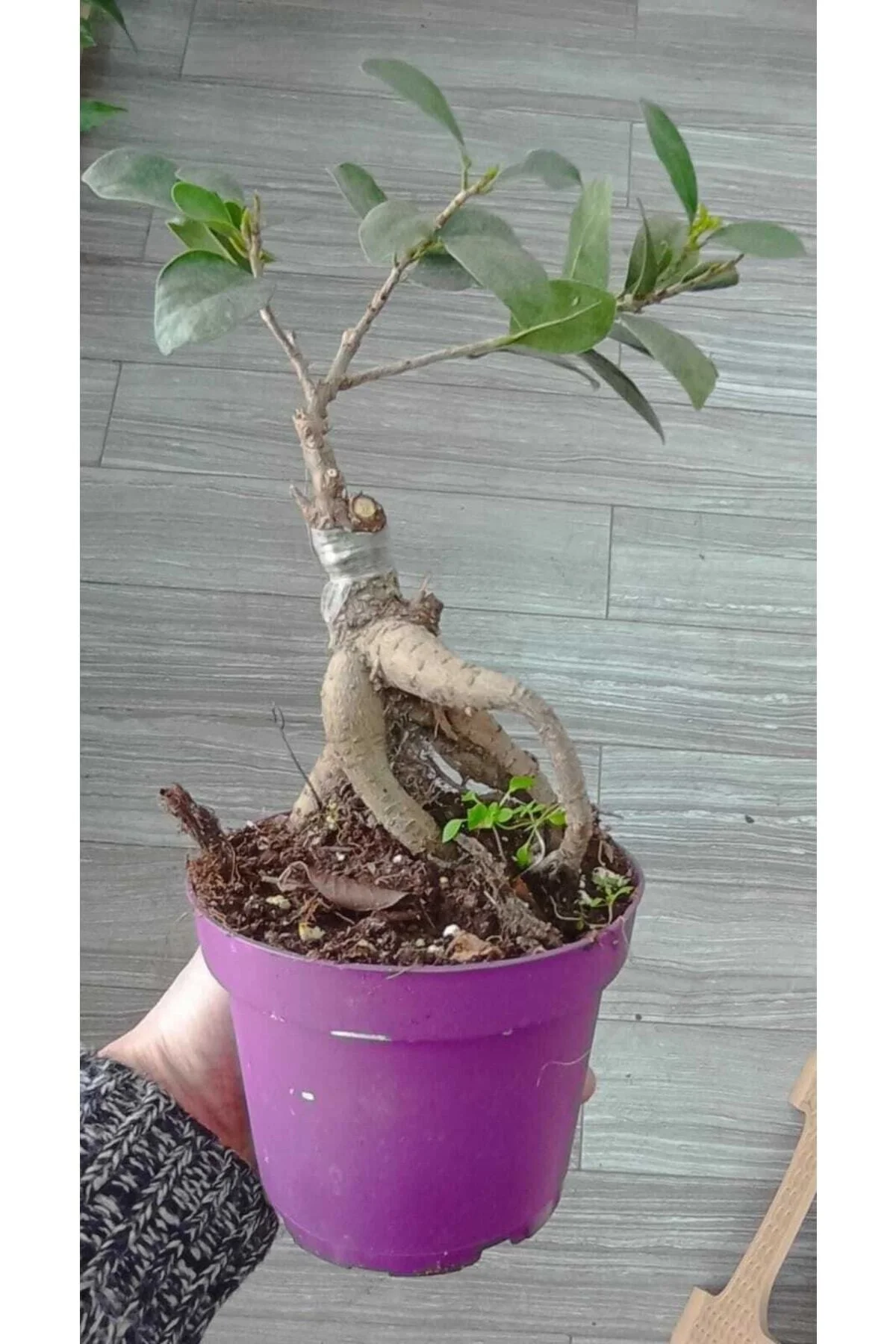 Ficus Bonsai Ağacı – Ficus Ginseng | Adam Ağaç 10*13 Cm Plastik Mor Saksıda Ficus Bonsai Ağacı – Ficus Ginseng | Adam Ağaç 10*13 Cm Plastik Mor Saksıda - Görsel 6