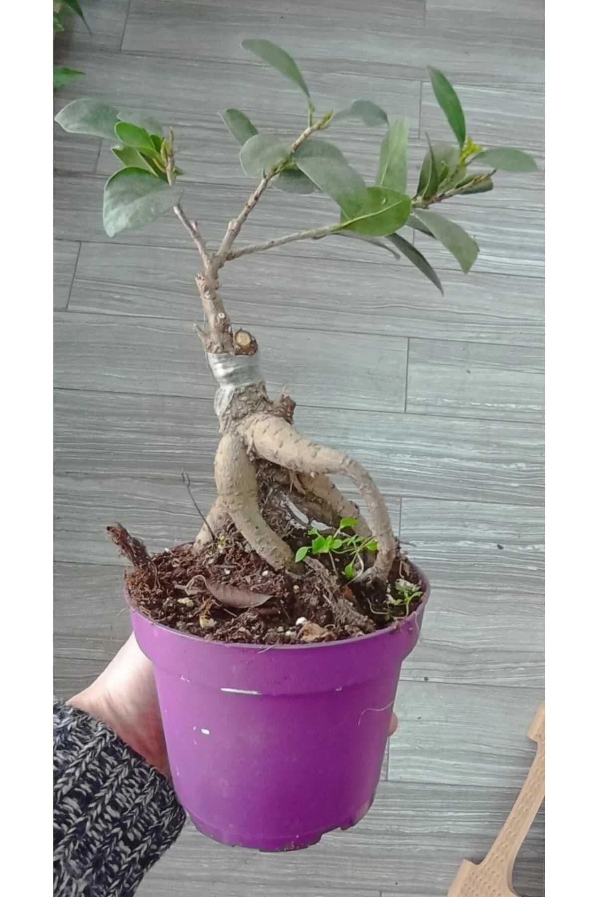 Ficus Bonsai Ağacı – Ficus Ginseng | Adam Ağaç 10*13 Cm Plastik Mor Saksıda Ficus Bonsai Ağacı – Ficus Ginseng | Adam Ağaç 10*13 Cm Plastik Mor Saksıda - Görsel 4
