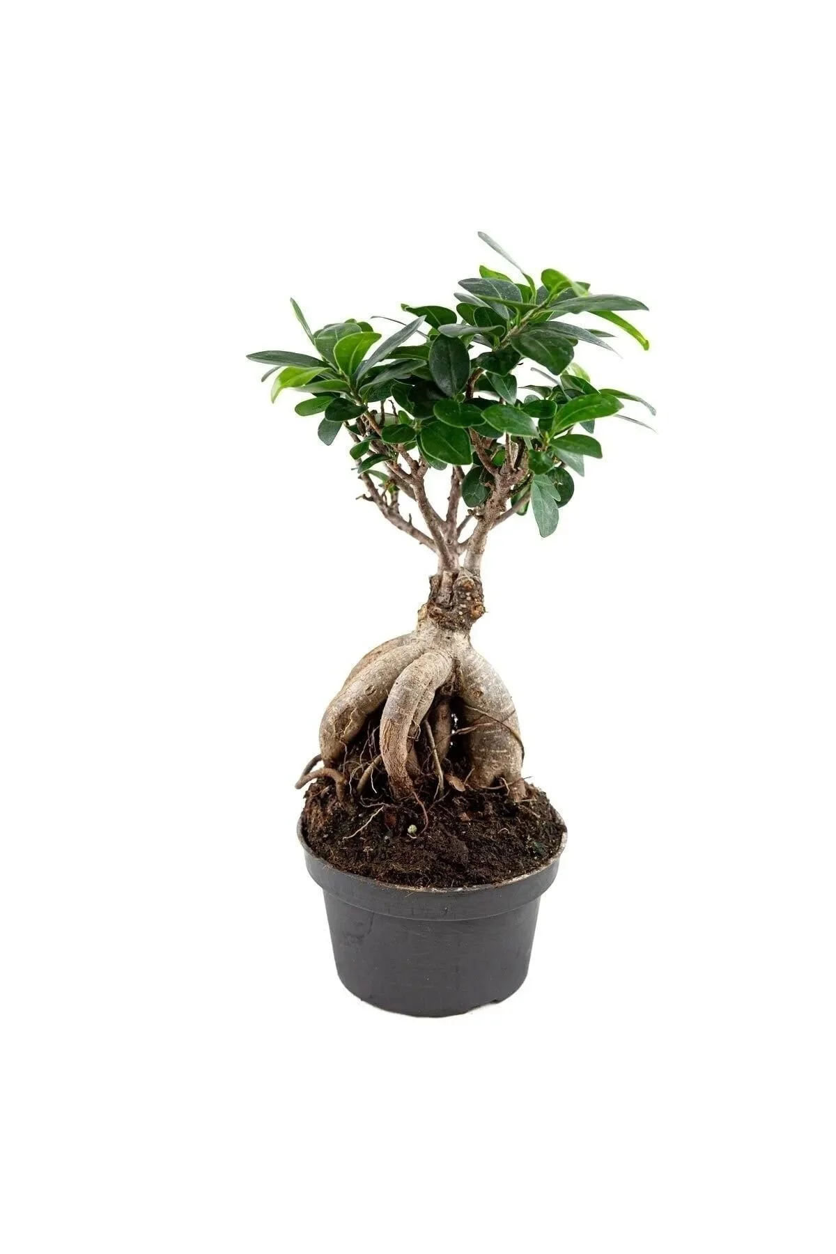 Ficus Bonsai Ağacı – Ficus Ginseng | Adam Ağaç 10*13 Cm Plastik Mor Saksıda Ficus Bonsai Ağacı – Ficus Ginseng | Adam Ağaç 10*13 Cm Plastik Mor Saksıda - Görsel 3