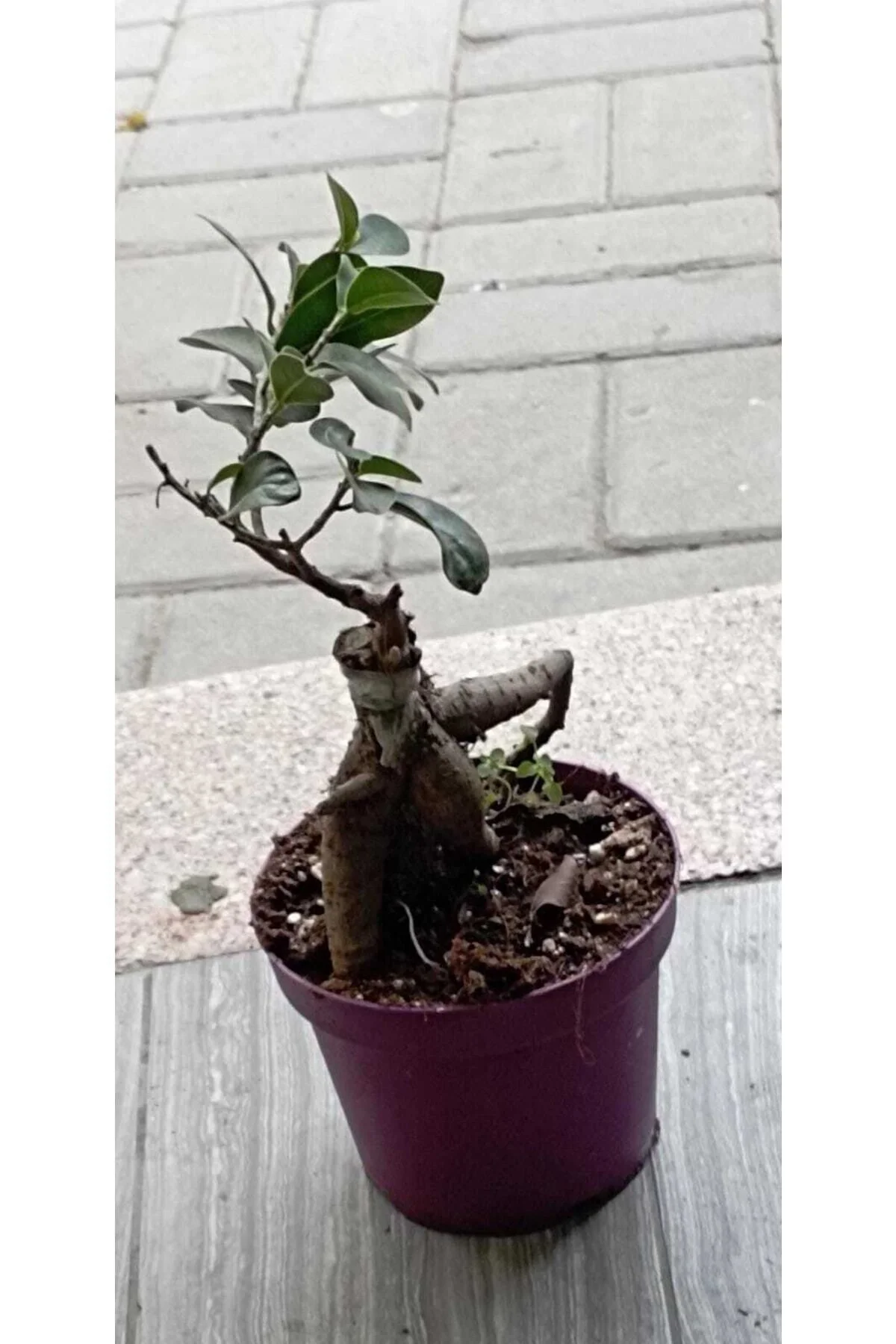 Ficus Bonsai Ağacı – Ficus Ginseng | Adam Ağaç 10*13 Cm Plastik Mor Saksıda Ficus Bonsai Ağacı – Ficus Ginseng | Adam Ağaç 10*13 Cm Plastik Mor Saksıda - Görsel 8