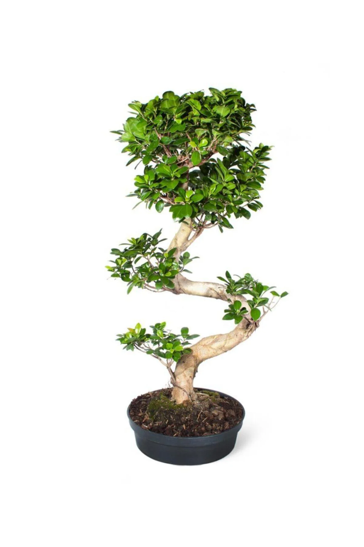 Ficus Bonsai (bonzai) Bitkisi S Gövdeli - Görsel 2