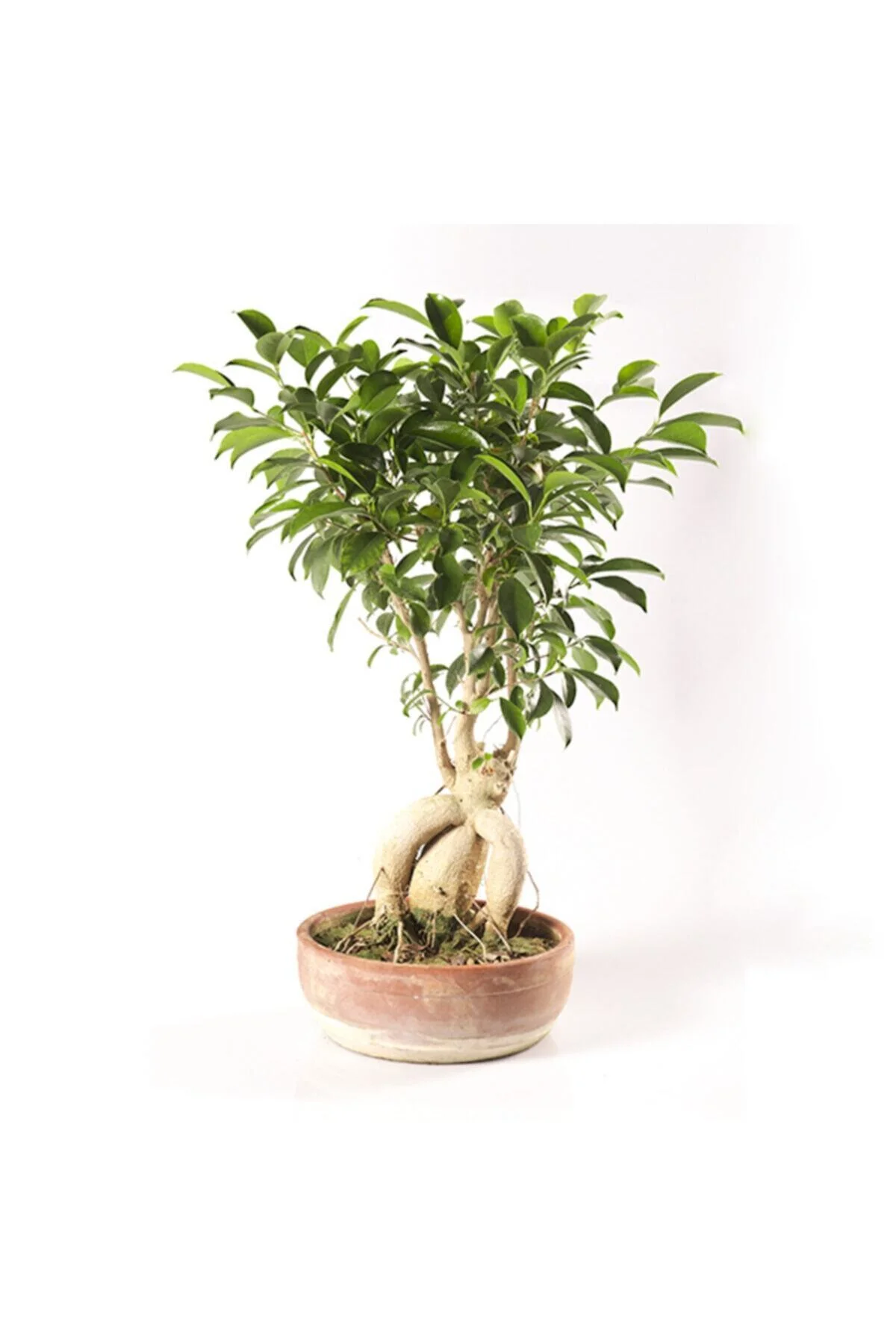 Ficus Bonsai Gingseng - Bonzaı Ağacı S26 Ficus Bonsai Gingseng - Bonzaı Ağacı S26