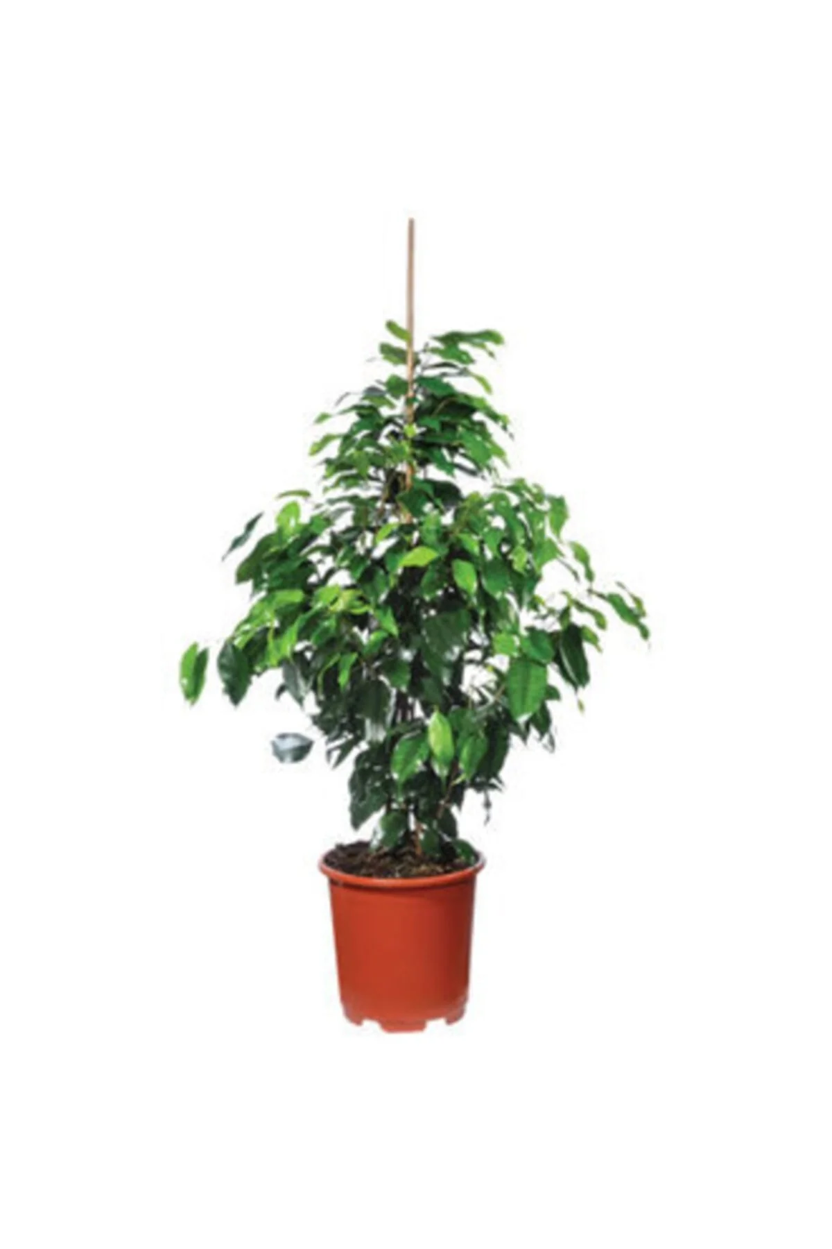 Ficus Daniel Büyük (benjamin) Ficus Daniel Büyük (benjamin)