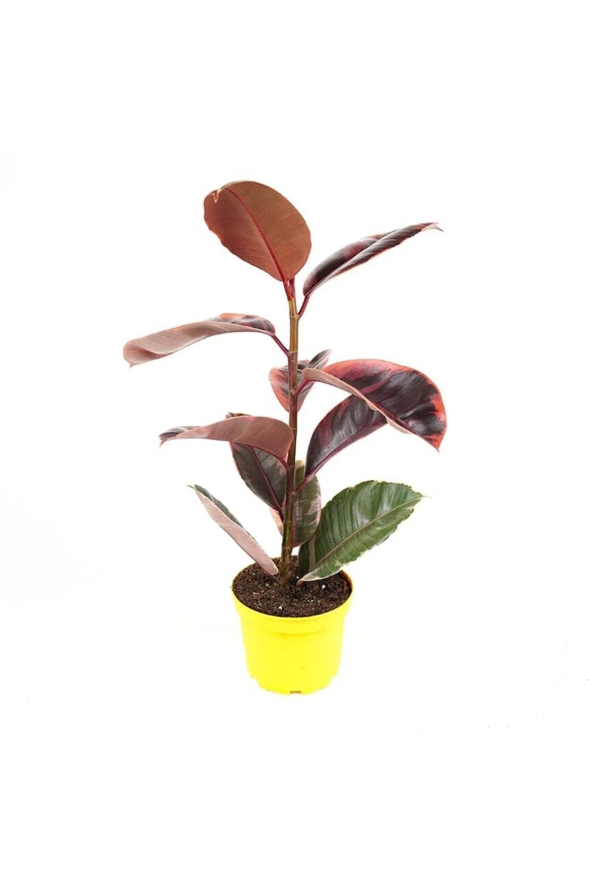 - Ficus Elastica Belize - Pembe Alacalı Kauçuk Çiçeği - Ev Ofis S