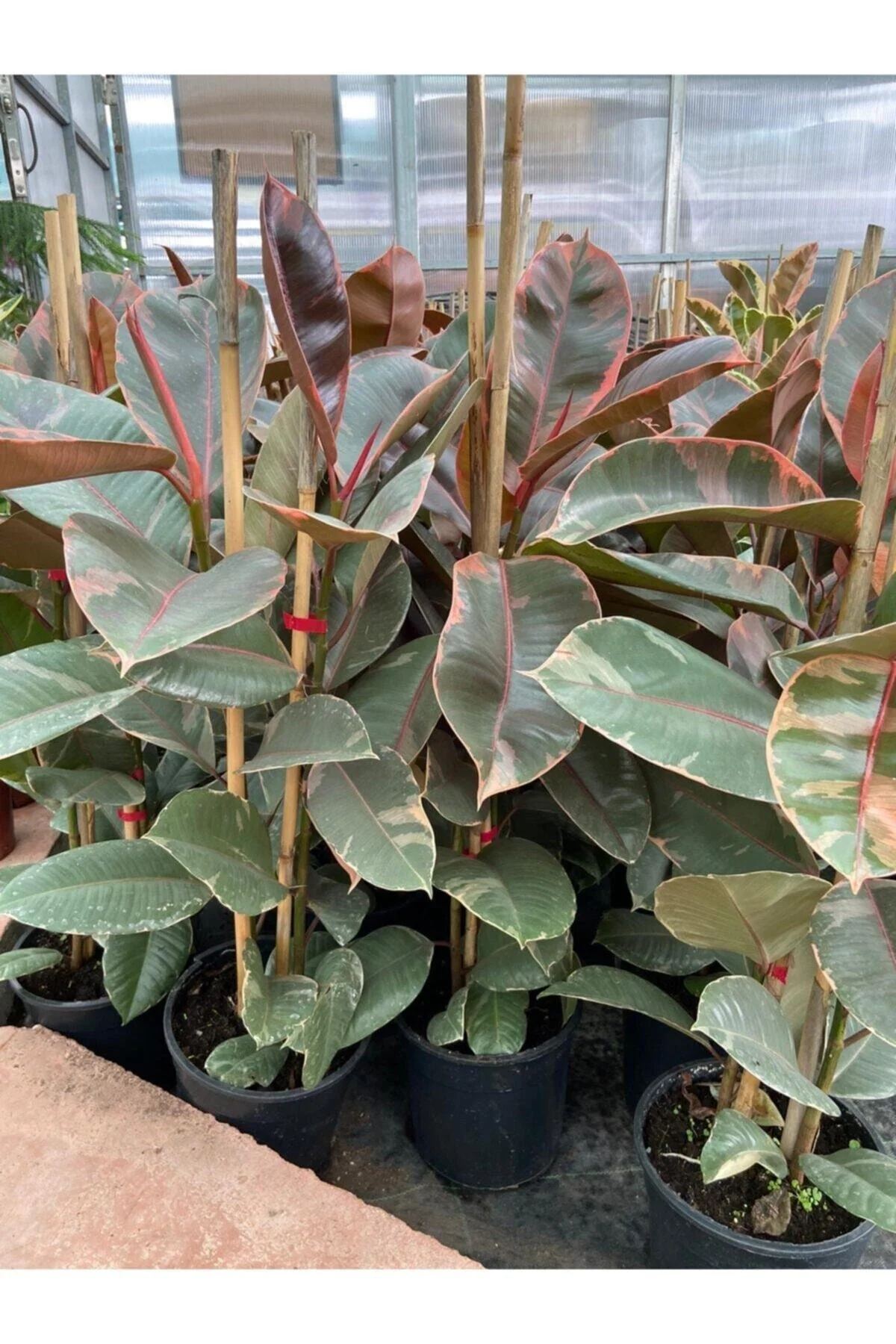 Ficus Elastica Belize Alacalı Kauçuk Bitkisi 2'li 20–40 Cm