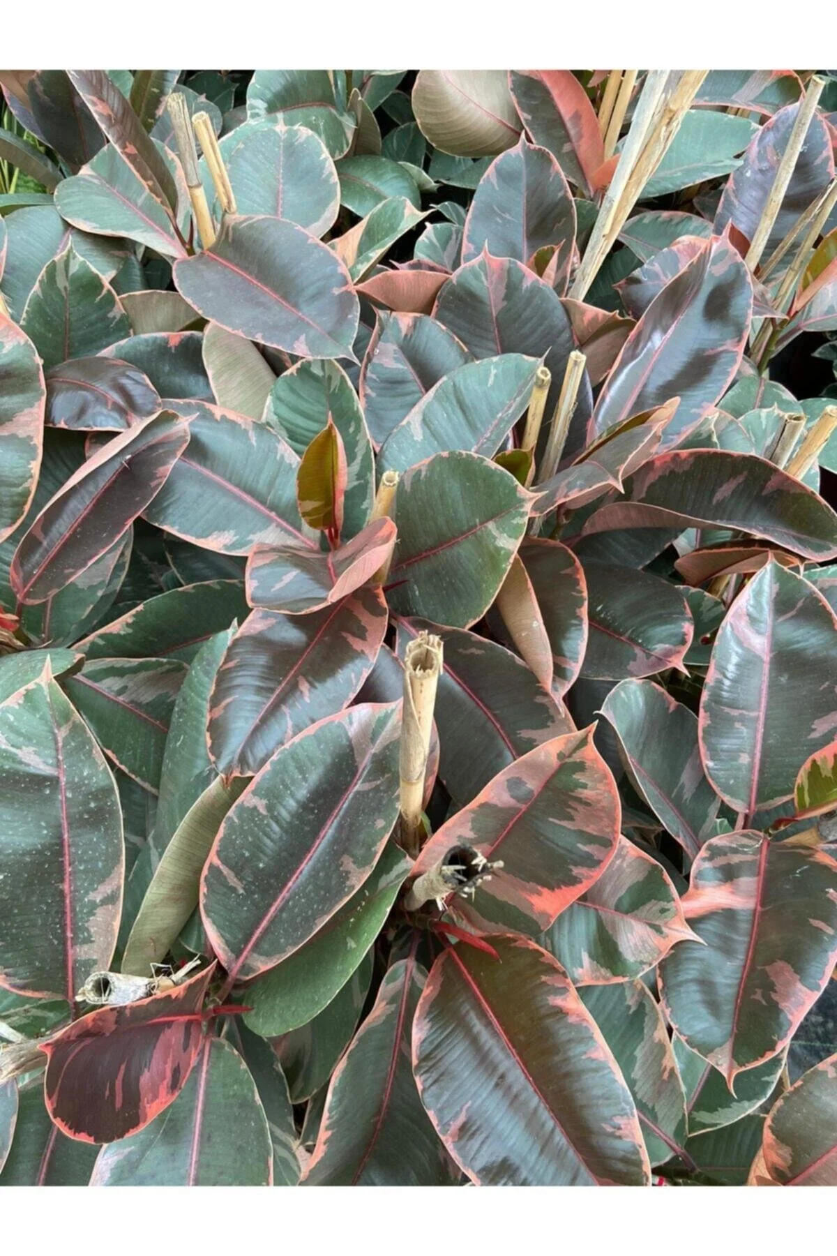 Ficus Elastica Belize Alacalı Kauçuk Bitkisi 2'li 20–40 Cm