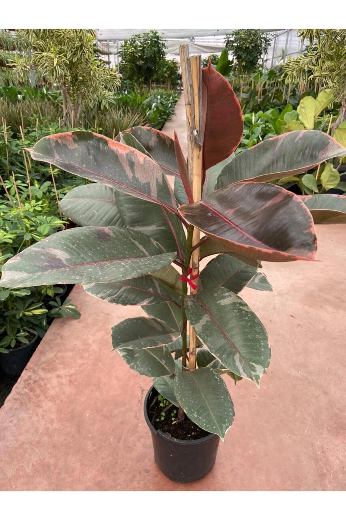 Ficus Elastica Belize Alacalı Kauçuk Bitkisi 2'li 20–40 Cm