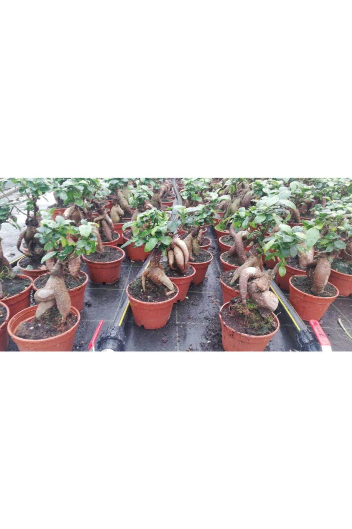 Ficus Gingseng Bonsai Ağacı Saksı Çapı Boyu 30-45 Cm - Görsel 2
