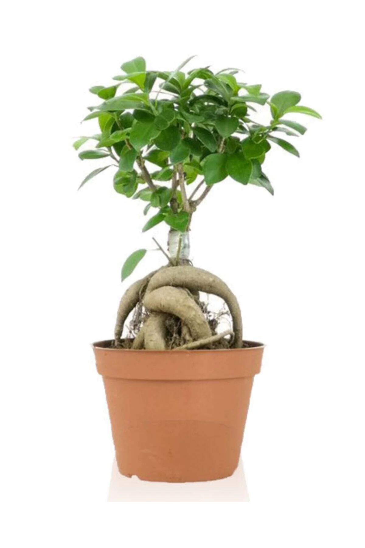 Ficus Gingseng Bonsai Ağacı Saksı Çapı Boyu 30-45 Cm