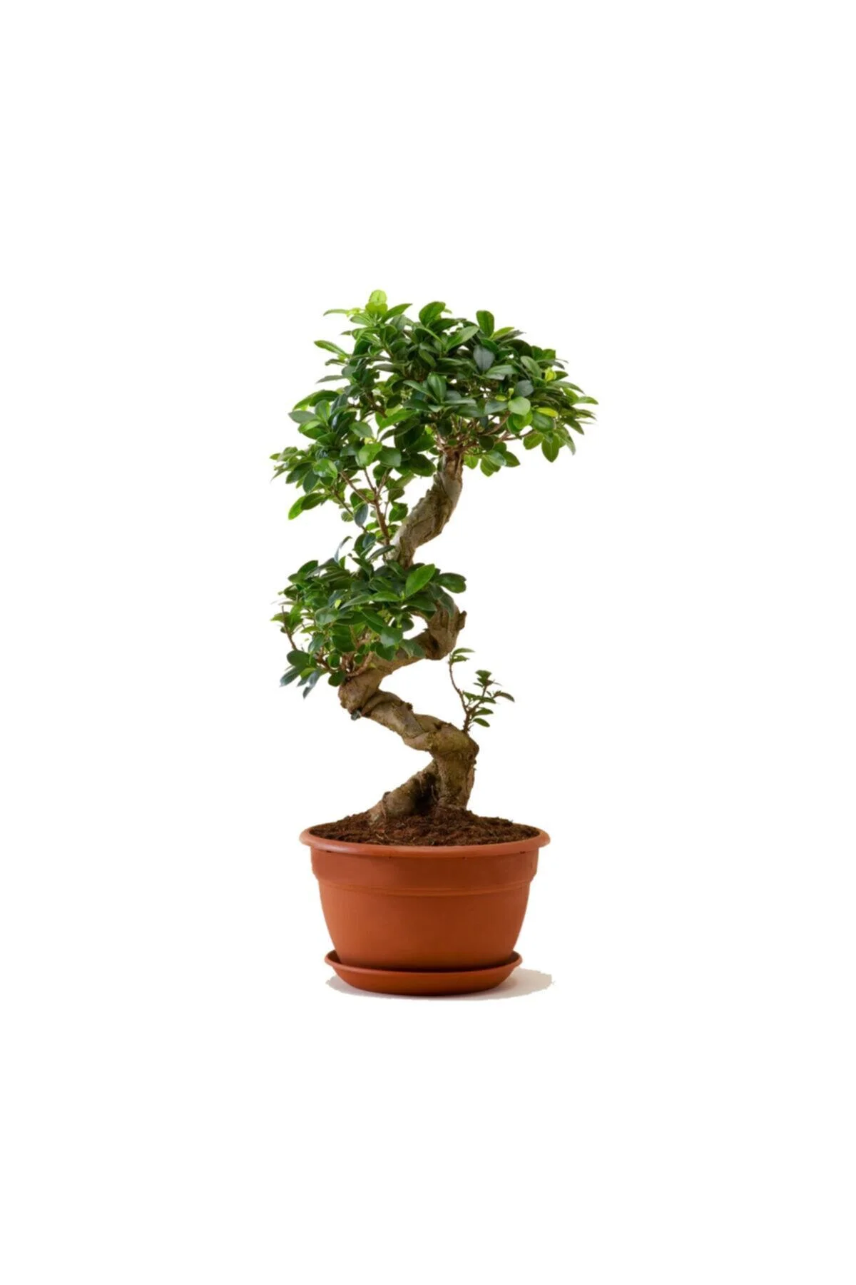 Ficus Gingseng S Gövde Bonsai Ağacı Saksı Boyu 50-70 Cm Ficus Gingseng S Gövde Bonsai Ağacı Saksı Boyu 50-70 Cm