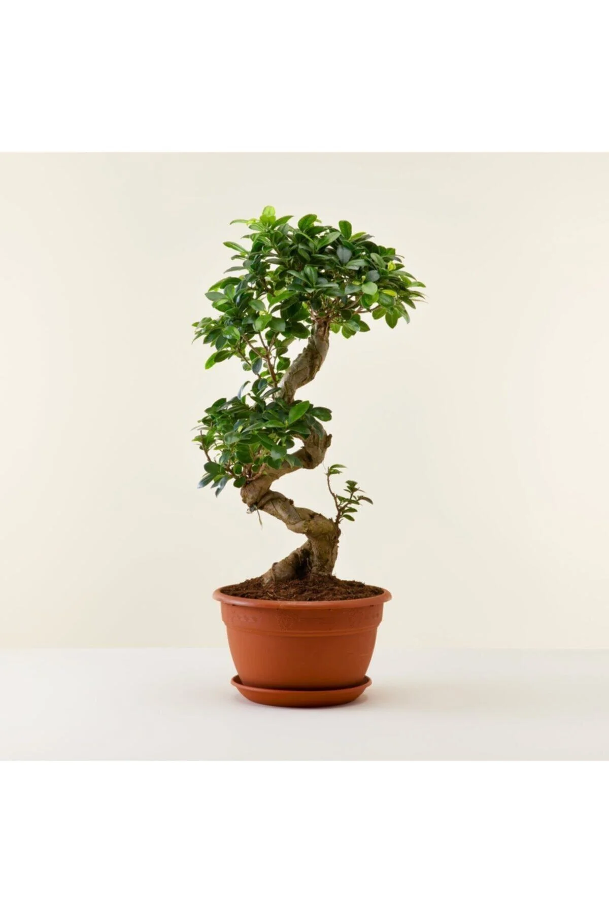Ficus Gingseng S Gövde Bonsai Ağacı Saksı Boyu 50-70 Cm Ficus Gingseng S Gövde Bonsai Ağacı Saksı Boyu 50-70 Cm - Görsel 2