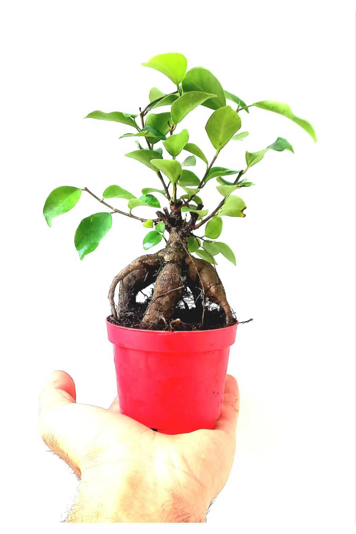 Ficus Ginseng Bonsai 8,5 Saksıda Ficus Ginseng Bonsai 8,5 Saksıda