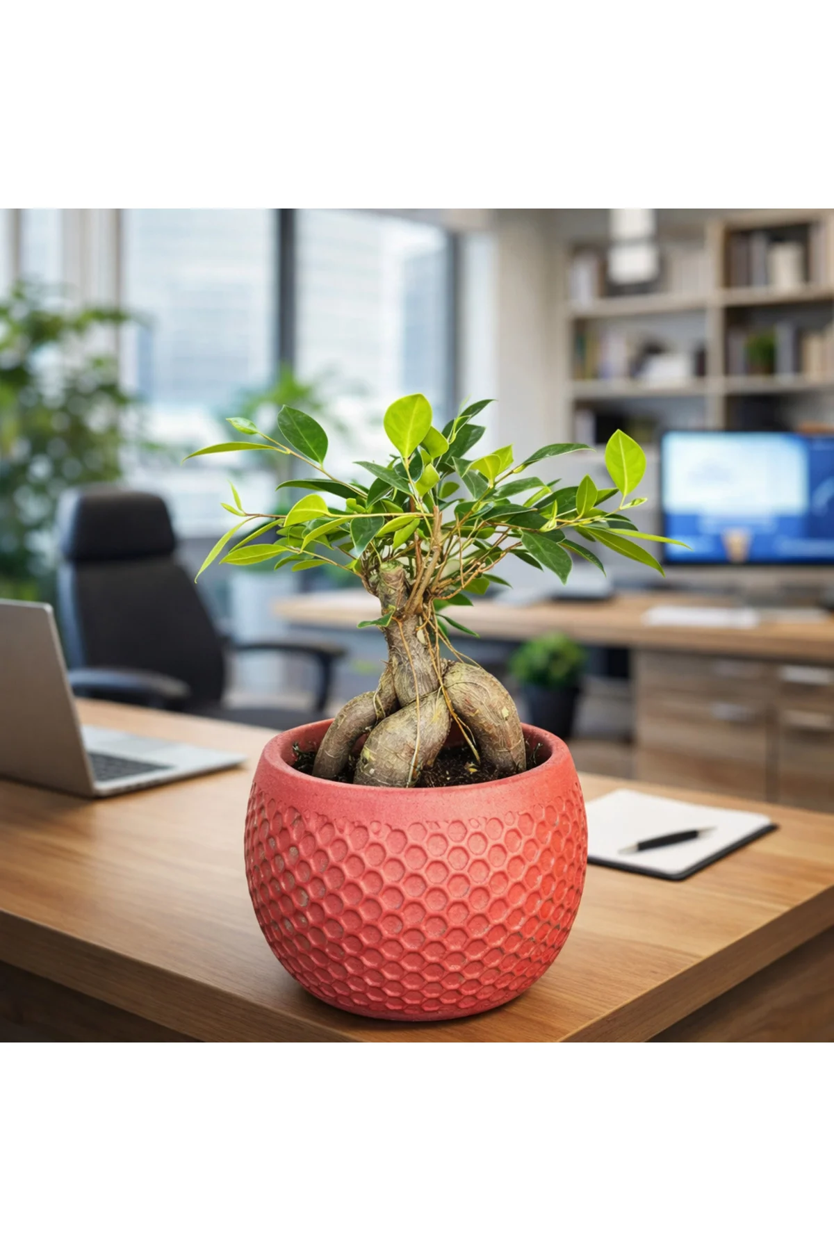 Ficus Ginseng Bonsai Canlı Bitki – Kırmızı Dekoratif Saksılı Mini - Görsel 4