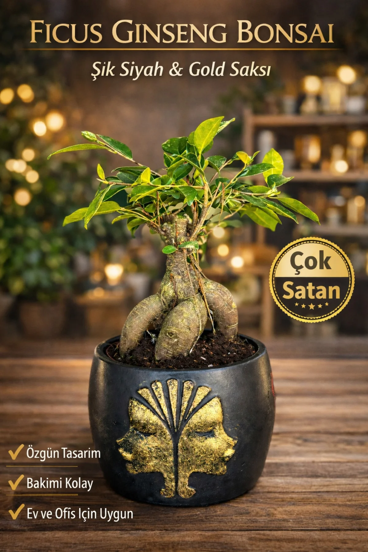 Ficus Ginseng Bonsai Gold Figürlü Siyah Saksı Dekoratif Mini Bons