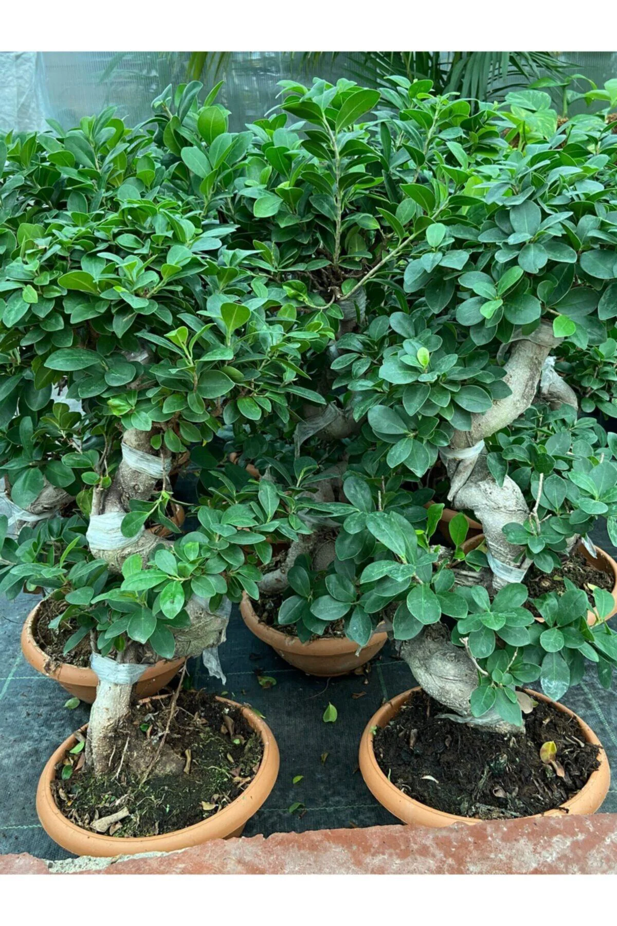 Ficus Ginseng Bonsai Orta Boy Ficus Ginseng Bonsai Orta Boy - Görsel 3