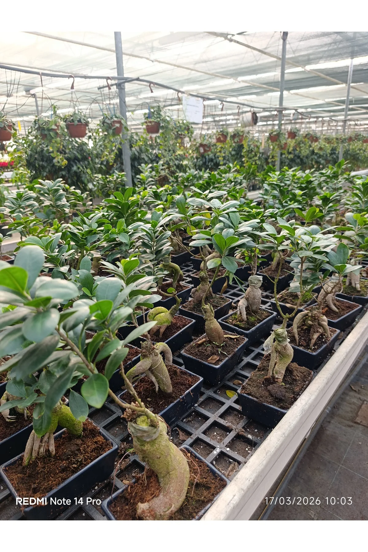 Ficus Ginseng Bonsai - Özel Tasarım Seramik Saksılı Canlı Bitki -