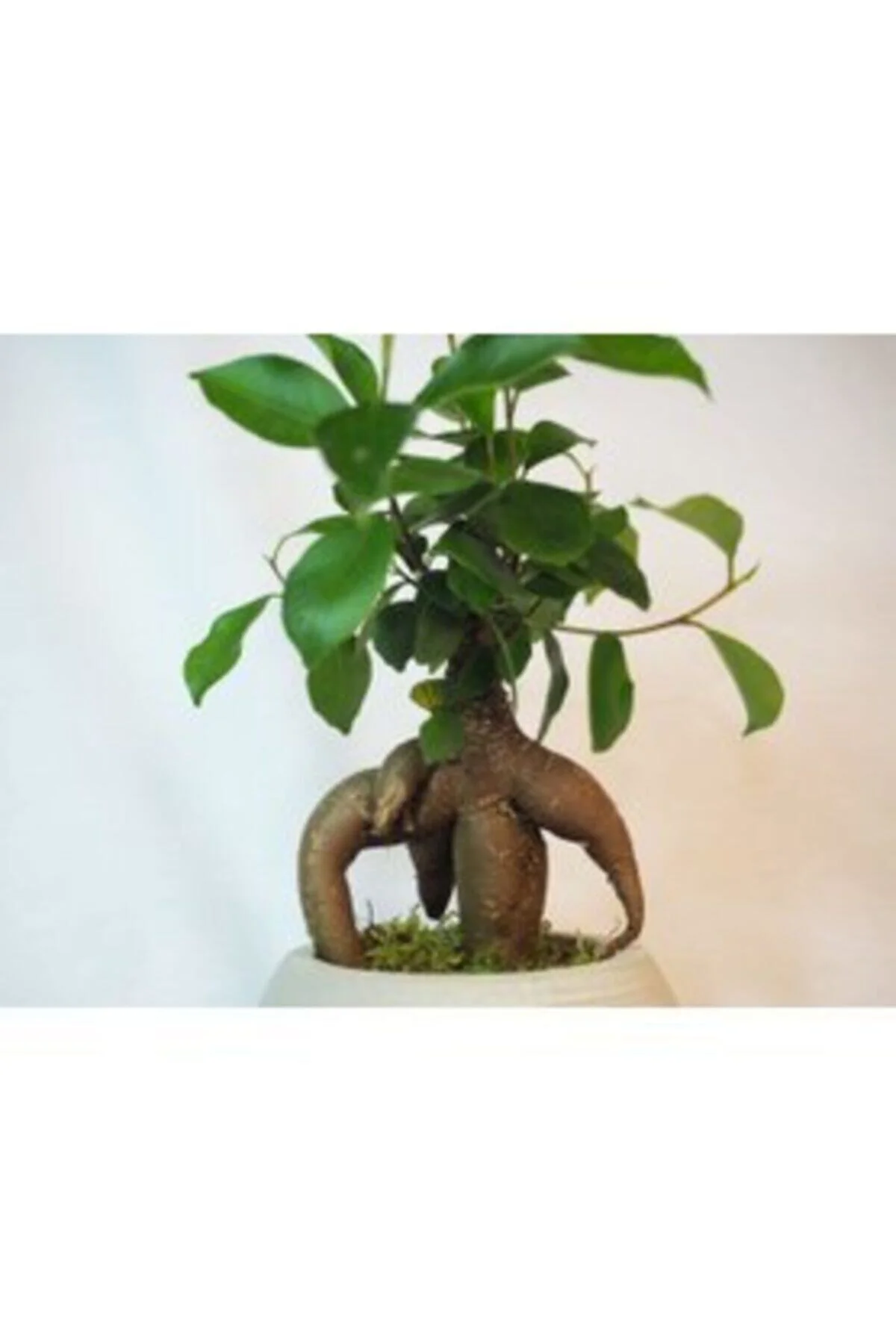 Ficus Ginseng Bonsai & Gri Venüs Beton Saksıda Hediyelik Canlı Çi