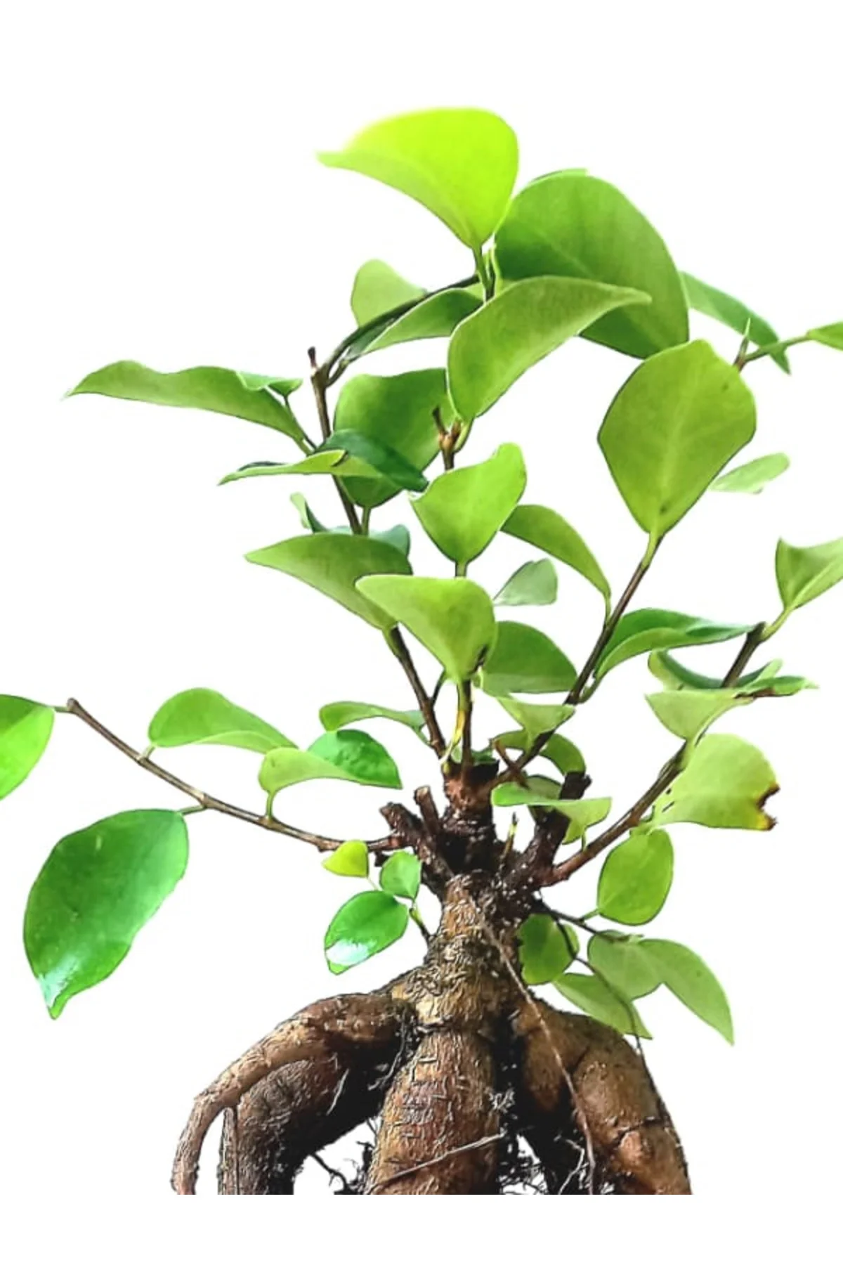 Ficus Ginseng Bonsai 8,5 Saksıda Ficus Ginseng Bonsai 8,5 Saksıda