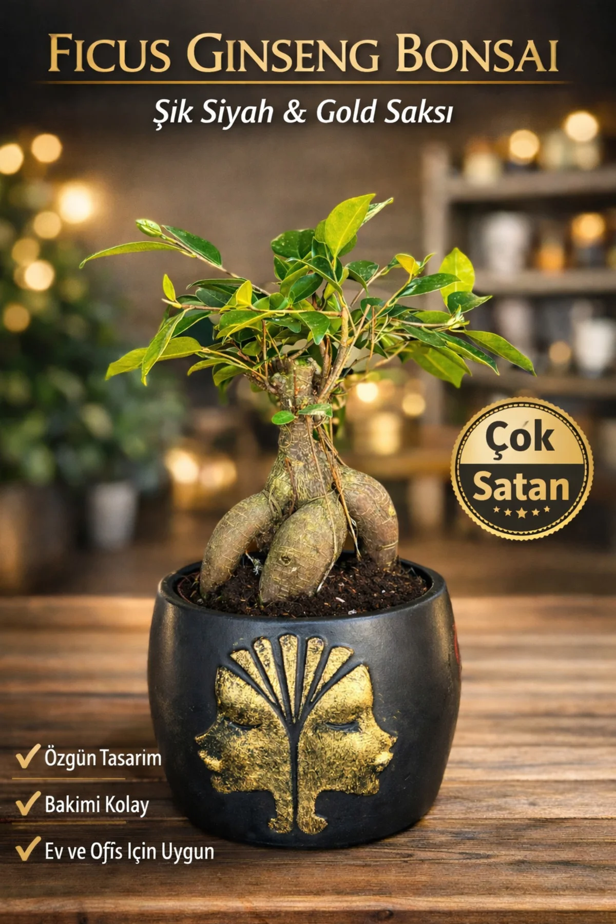 Ficus Ginseng Bonsai Gold Figürlü Siyah Saksı Dekoratif Mini Bons