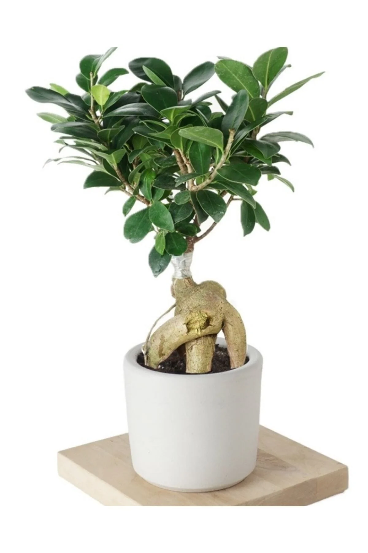 Ficus Ginseng (bonsai Ağacı) Ficus Ginseng (bonsai Ağacı)