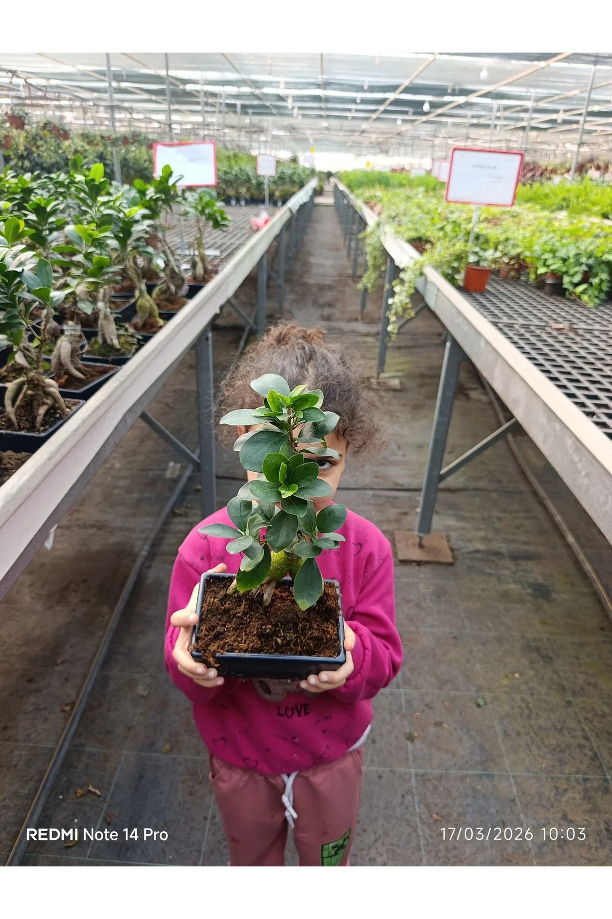 Ficus Ginseng Bonsai - Özel Tasarım Seramik Saksılı Canlı Bitki -
