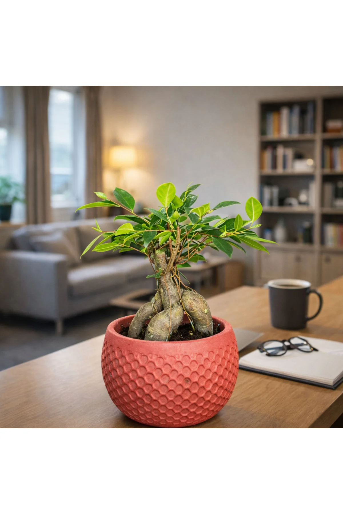 Ficus Ginseng Bonsai Canlı Bitki – Kırmızı Dekoratif Saksılı Mini - Görsel 2
