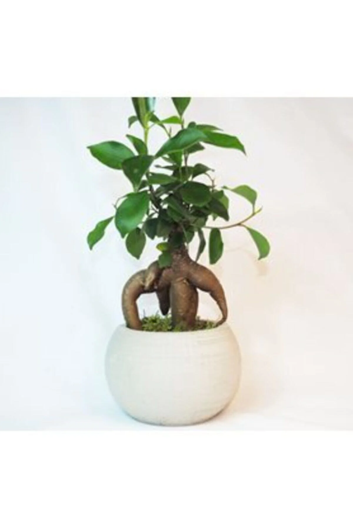 Ficus Ginseng Bonsai & Gri Venüs Beton Saksıda Hediyelik Canlı Çi