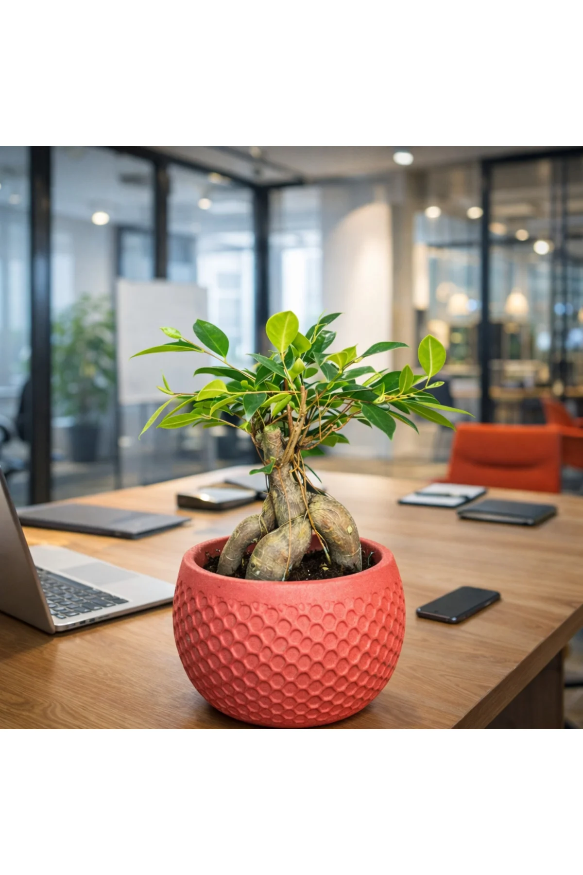 Ficus Ginseng Bonsai Canlı Bitki – Kırmızı Dekoratif Saksılı Mini - Görsel 3