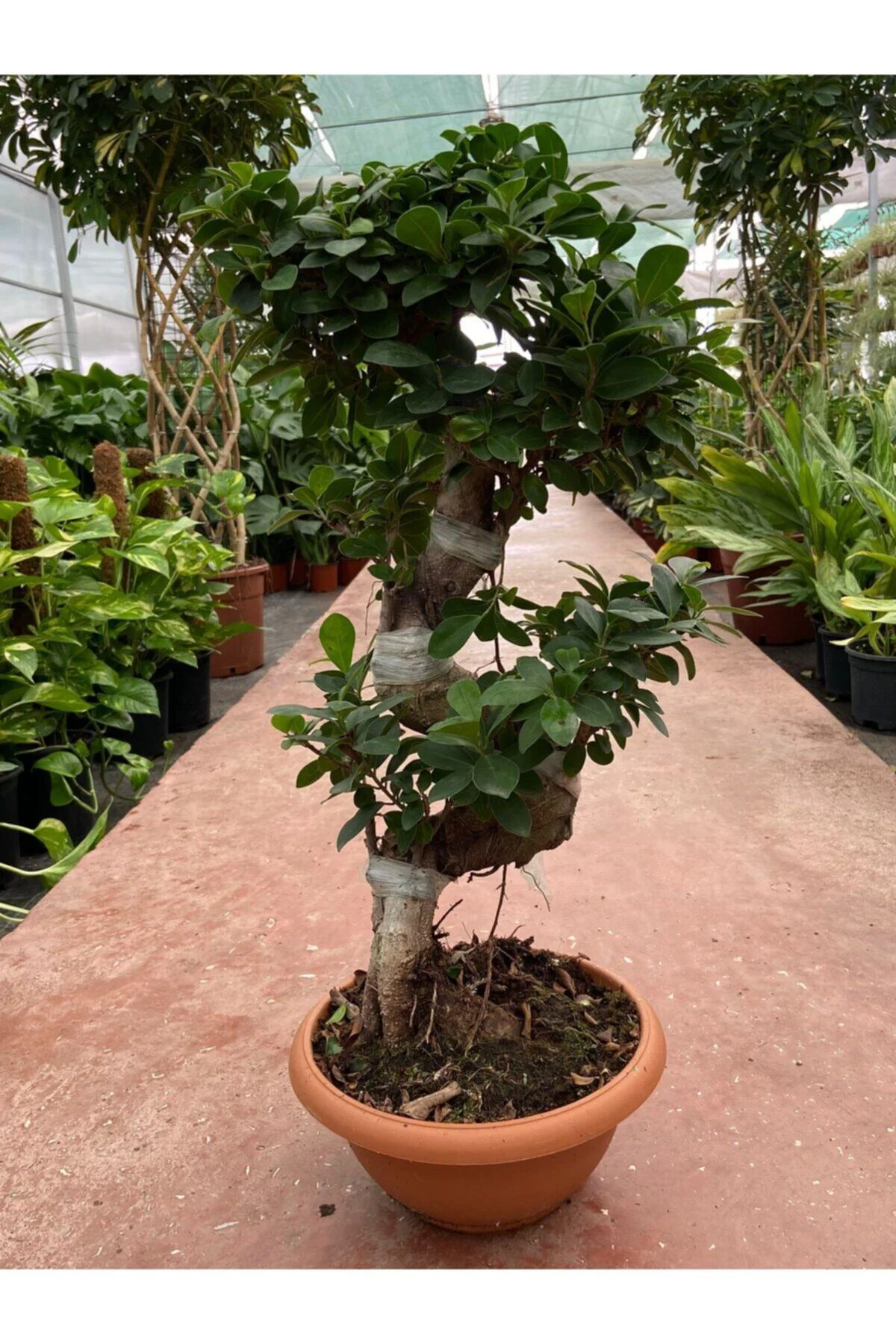 Ficus Ginseng Bonsai Orta Boy Ficus Ginseng Bonsai Orta Boy