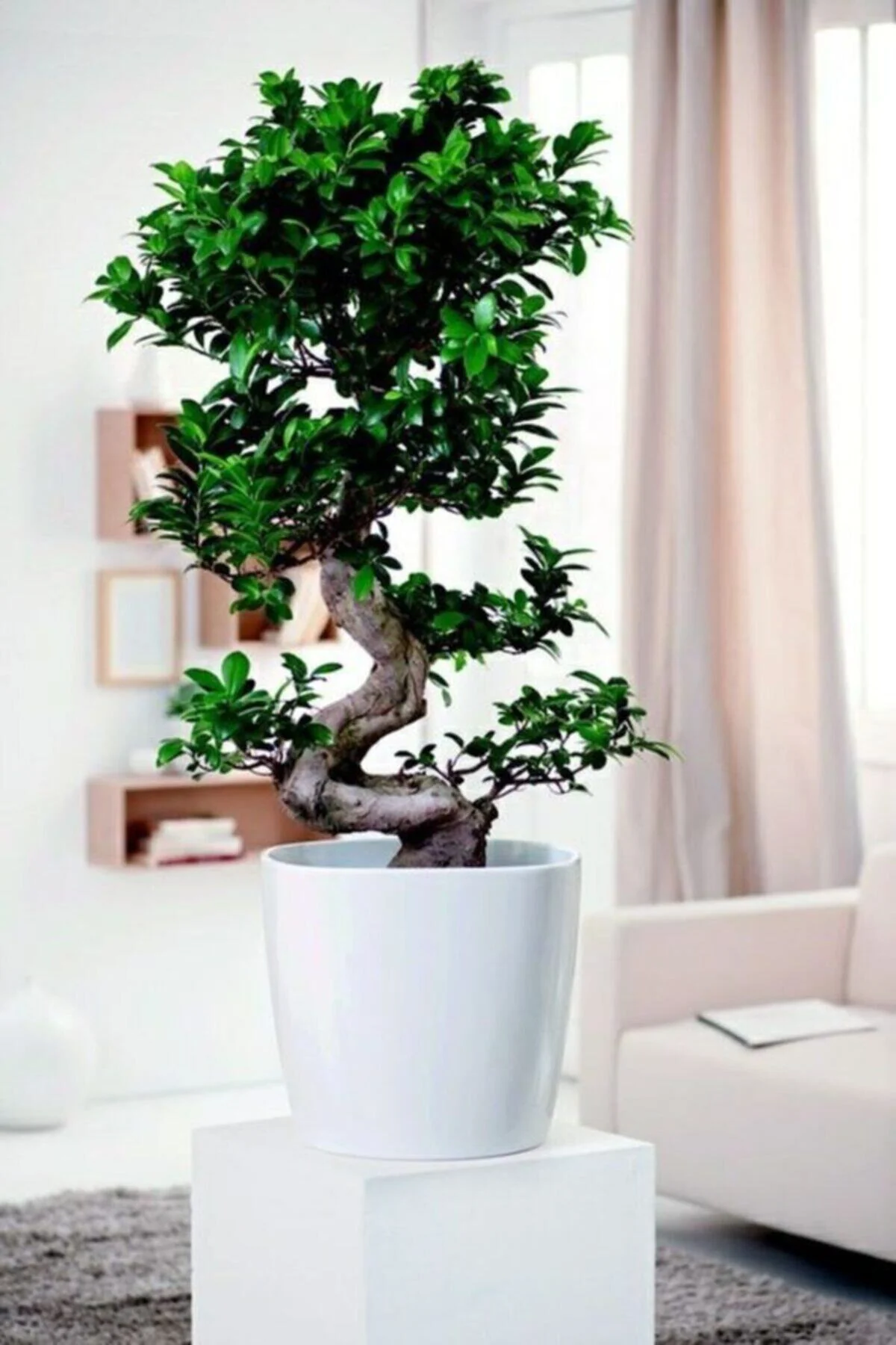 Ficus Ithal S Bonsai - Görsel 2